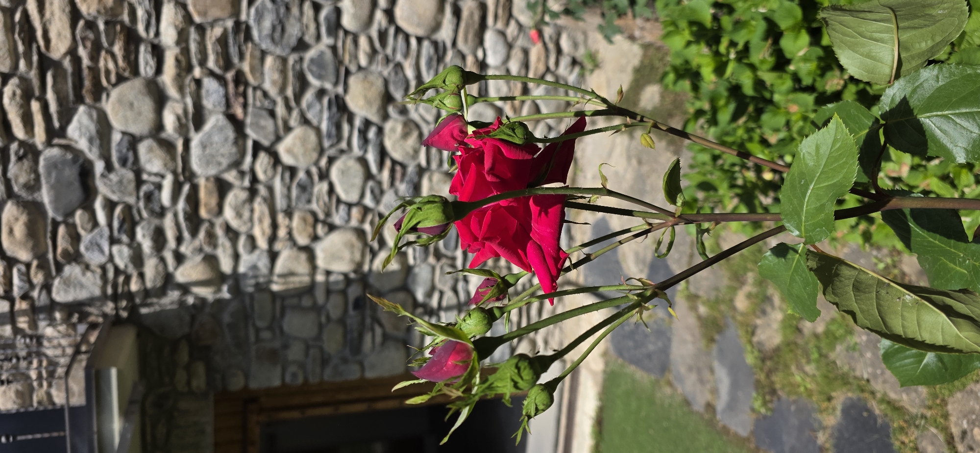 The image depicts a cluster of red roses in full bloom, surrounded by buds and green foliage, set against a backdrop of a stone wall. The scene is situated in an outdoor setting, possibly a garden or courtyard. The roses appear healthy and well-maintained, with vibrant red petals. The stone wall provides a rustic contrast to the delicate flowers. The composition suggests a natural or cultivated garden environment. The city of Benasque, Spain, is not discernible from the image alone.