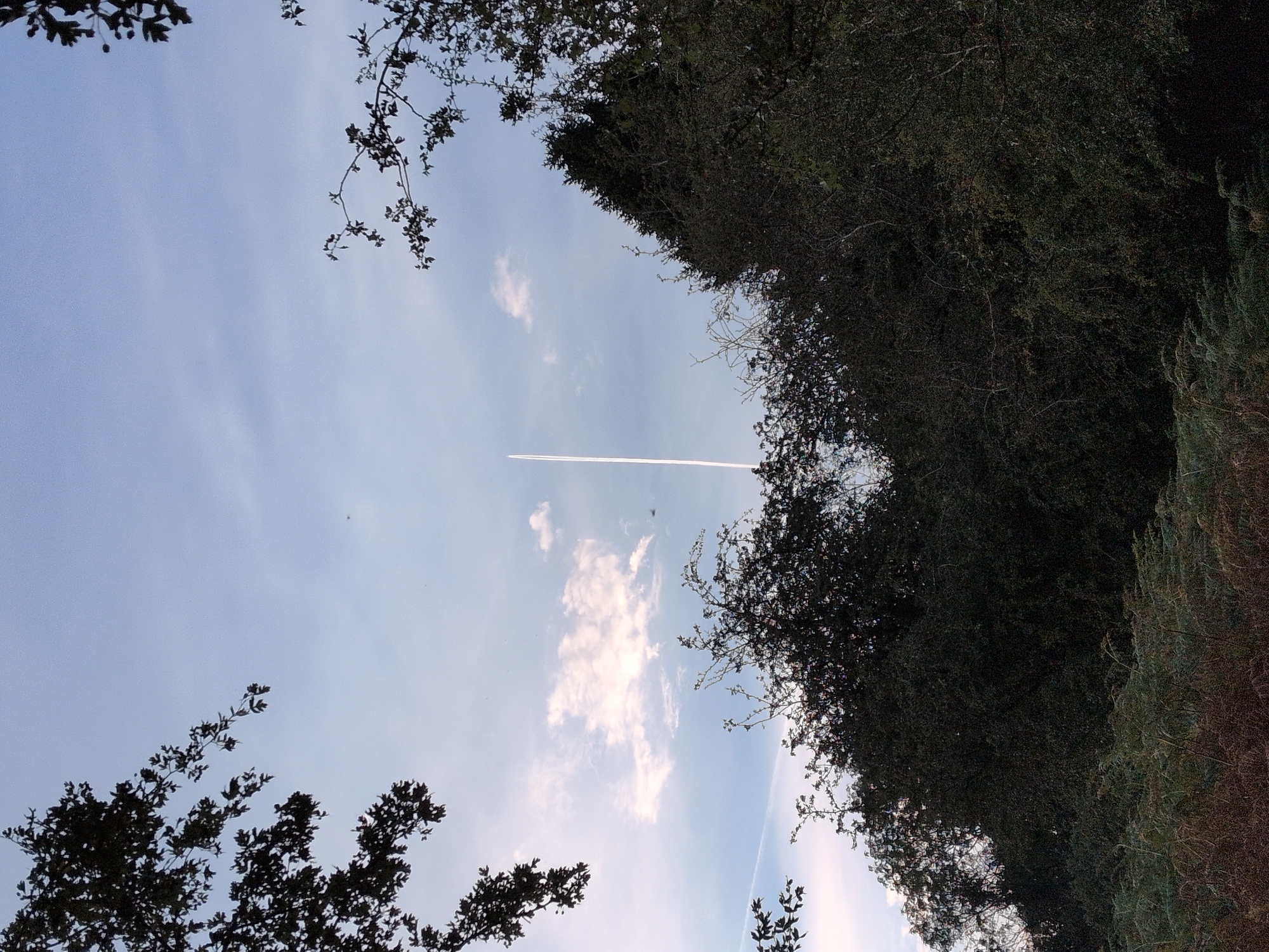 The image depicts a view of the sky above trees in Little Wenlock, United Kingdom. A prominent white contrail, likely from an airplane, stretches vertically through the blue sky, with faint clouds scattered throughout. The foreground is dominated by dark, dense foliage of trees and ferns, partially obscuring the lower portion of the sky. The overall scene suggests an outdoor environment, possibly a woodland or park area, with a clear sky and a distant airborne object leaving a visible trail.