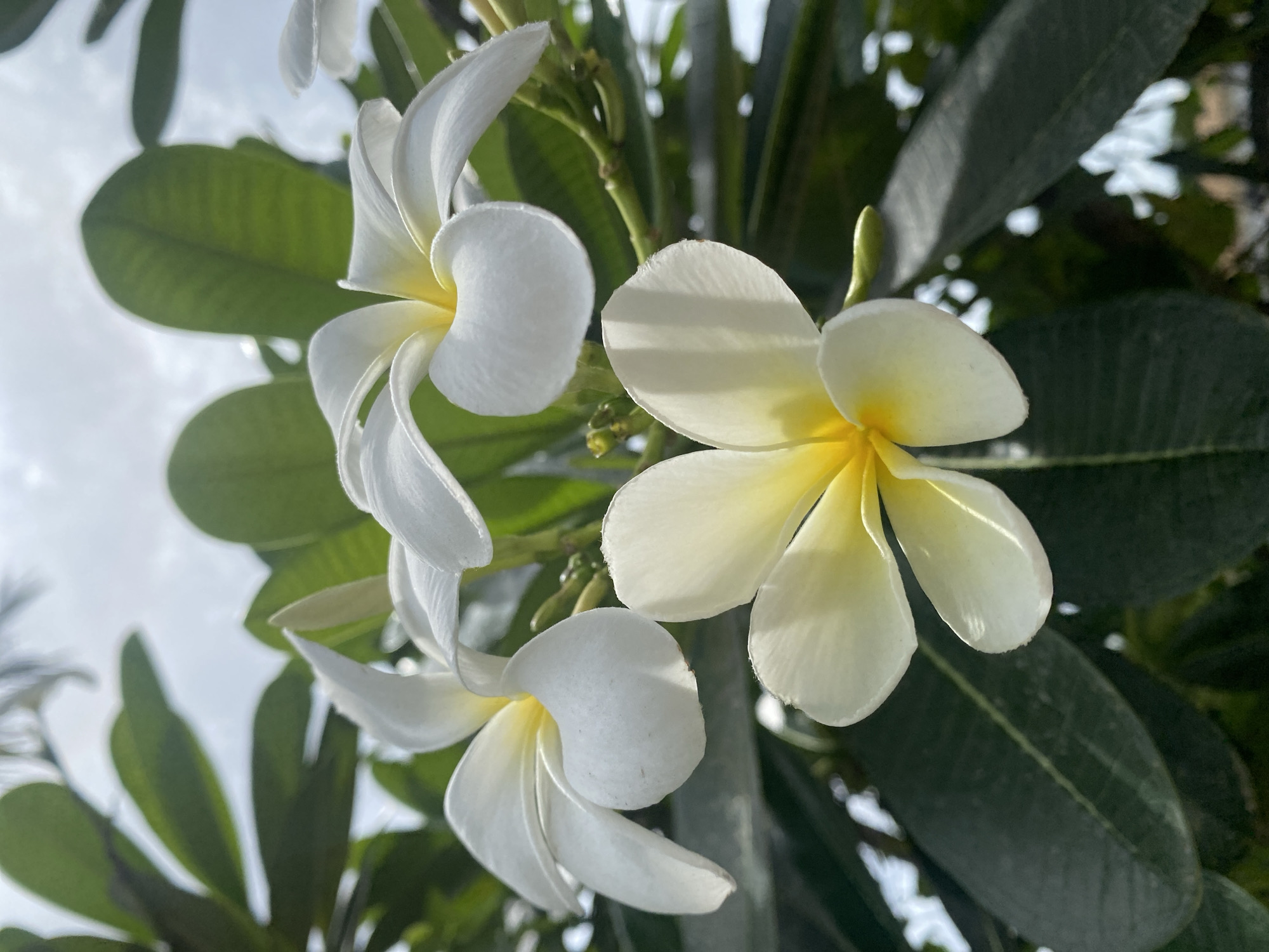 The image shows three white and yellow plumeria flowers in bloom against a backdrop of green leaves and a glimpse of the sky. The flowers are the focal point, with the rightmost flower being fully open and centered. The other two flowers are slightly less open. The scene appears to be captured outdoors in natural lighting. Considering the location Moo 1, Thailand, the environment is likely tropical, which aligns with the type of flora depicted. There are no people visible in the shot.