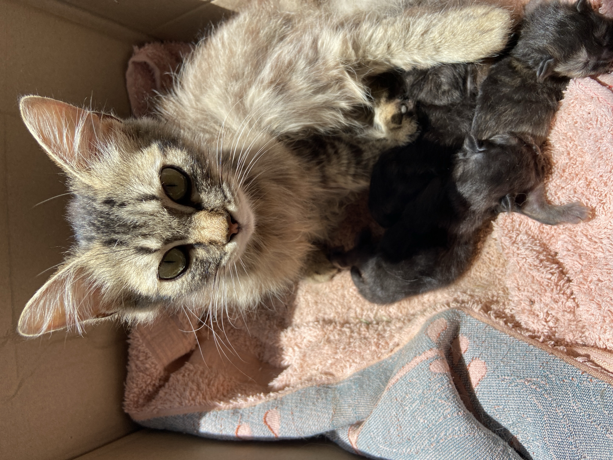 A mother cat with tabby markings is nestled in a cardboard box, her fur a mixture of brown, grey, and white. She is surrounded by three small, dark-colored kittens, appearing to be very young. The kittens are huddled together on a pink towel, while a blue and pink patterned blanket is folded to the left. Sunlight streams into the box, illuminating the scene and casting shadows. The mother cat's gaze is directed forward, towards the viewer, with alert green eyes. Her paws are tucked beneath her, and her tail is not visible. The kittens are mostly obscured by the mother cat's body and each other, but their small forms and delicate features are discernible. The overall impression is one of a protective mother with her vulnerable offspring in a makeshift shelter.
