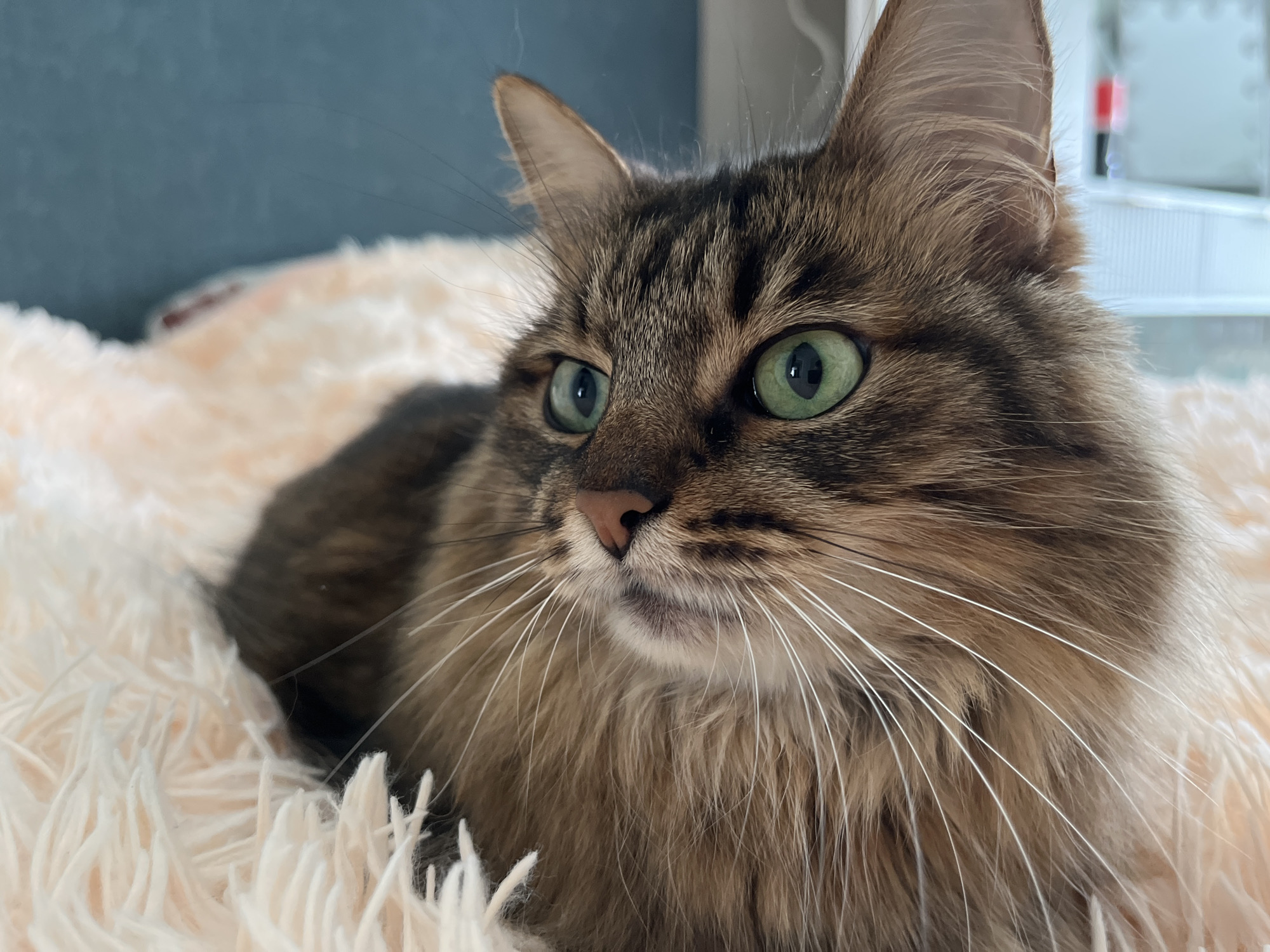 The image shows a close-up of a long-haired tabby cat with striking green eyes. The cat is lying on a soft, fluffy, light-colored blanket. The background consists of a blurred teal-colored surface and a hint of a window with a blurred object. The cat's fur is a mix of brown, black, and tan stripes. Its whiskers are long and white, and its nose is a light pink color. The lighting is soft, highlighting the cat's features. There is no indication of the location being in the city of Babruysk, Belarus.