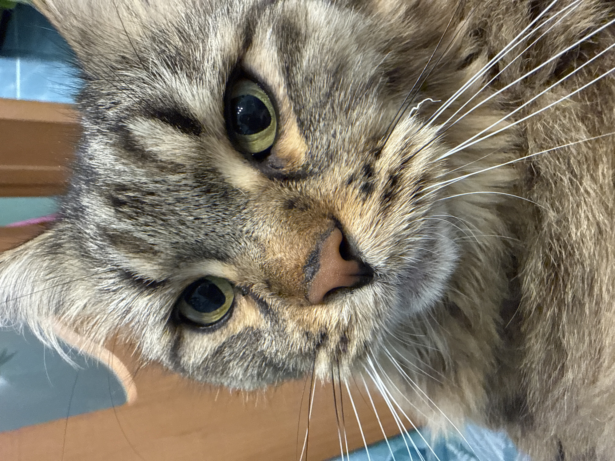The media file is a close-up photograph of a cat's face. The cat has tabby markings with shades of brown and gray fur, and striking green eyes with black pupils. Its long, white whiskers fan out prominently from its muzzle. The cat's nose is a light pinkish-brown. The lighting suggests it might be daytime, possibly indoors, given the soft, diffused light and the presence of a wooden surface and a blue textile in the background. The cat's gaze is directed towards the camera, creating a sense of engagement. No text is visible in the image. The image appears to be a candid shot, capturing the cat in a relaxed and perhaps curious state.