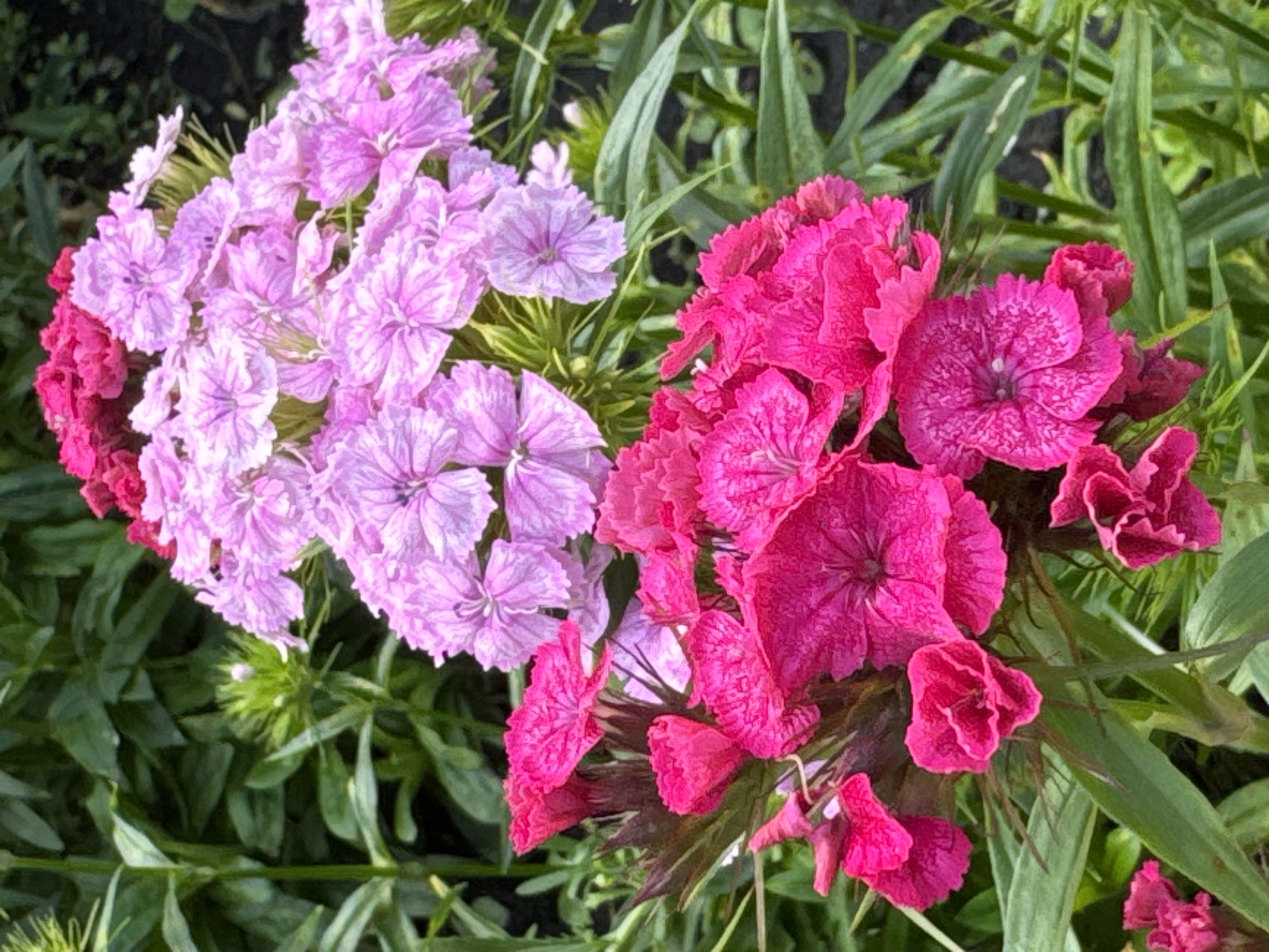 The image shows a close-up view of two clusters of dianthus flowers in a garden setting. The flowers in the foreground are a vibrant fuchsia pink, while the flowers in the background are a lighter lavender pink. The petals of the flowers are frilled and layered, creating a full and textured appearance. The flowers are surrounded by lush green foliage, which is slightly out of focus, drawing attention to the blooms. The lighting suggests it is daytime, with soft natural light illuminating the flowers. The image was captured in Mursalimkino, Russia, likely in a garden or park given the natural setting and cultivated flowers. No people are visible in the image.