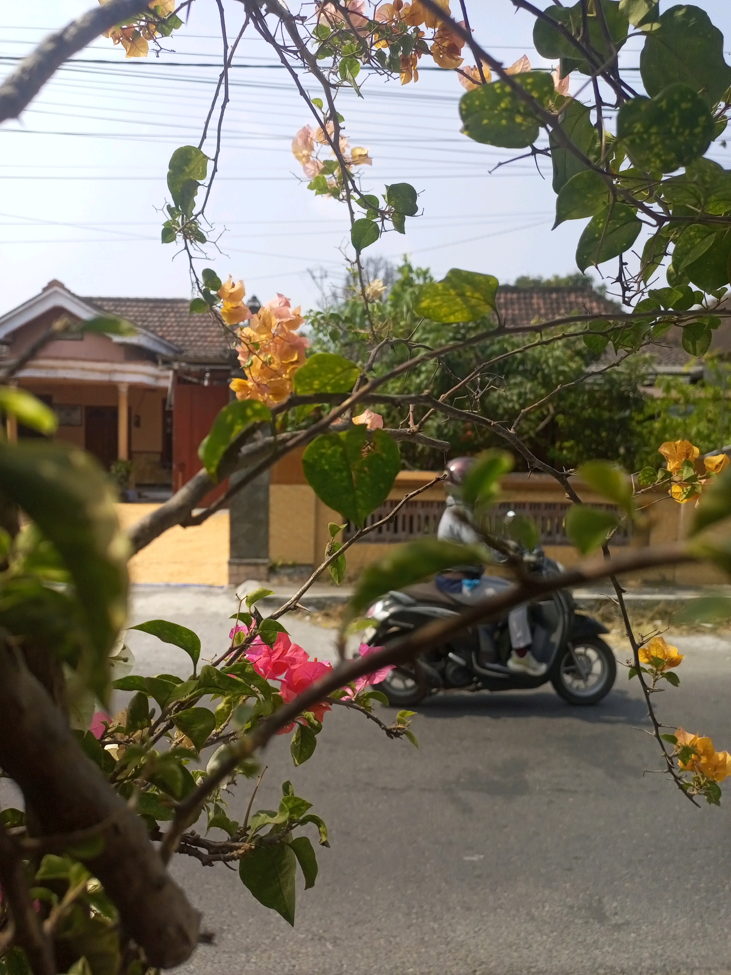 The image depicts a street scene in Ngasem, Indonesia, framed by the branches of flowering bougainvillea. In the foreground, the branches of a bougainvillea plant with green leaves and clusters of pink and yellow flowers are prominently featured, some out of focus. In the background, a house with a tiled roof and a veranda is visible, with a yellow-tiled courtyard in front. To the right of the house, a dark-colored scooter is being ridden by an individual wearing a light-colored shirt and pants, and a helmet. The scooter is on an asphalt road, with the background showing more greenery and the sky above. The overall scene is typical of a residential street in Indonesia on a bright, clear day.