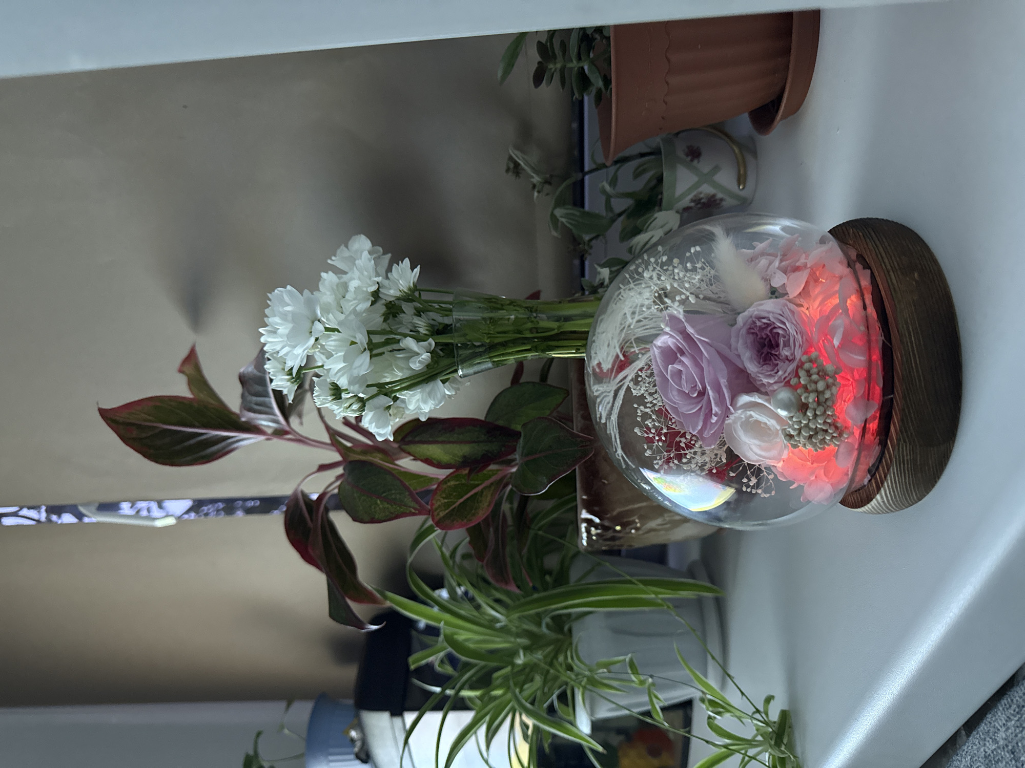 The image depicts a windowsill adorned with several potted plants and a glass dome containing preserved flowers. In the foreground, a round glass dome rests on a wooden base, illuminated from within by a red light that highlights an arrangement of pink and purple preserved roses, accented with small white dried flowers and beads. To the left of the dome, a spider plant in a white pot displays its characteristic long, striped leaves. Behind the spider plant, another plant with dark green, elongated leaves with red veining is visible in a brown ceramic pot. To the right of the dome, a succulent plant in a terra cotta pot is situated. In the background, a vase filled with a bouquet of white chrysanthemums stands on the windowsill. The wall behind the plants appears to be a neutral beige color. The scene suggests an indoor setting, likely a home or office, with natural light filtering in from an unseen source. There is no indication of the city of Cheboksary, Russia, or any specific geographical markers within the image.