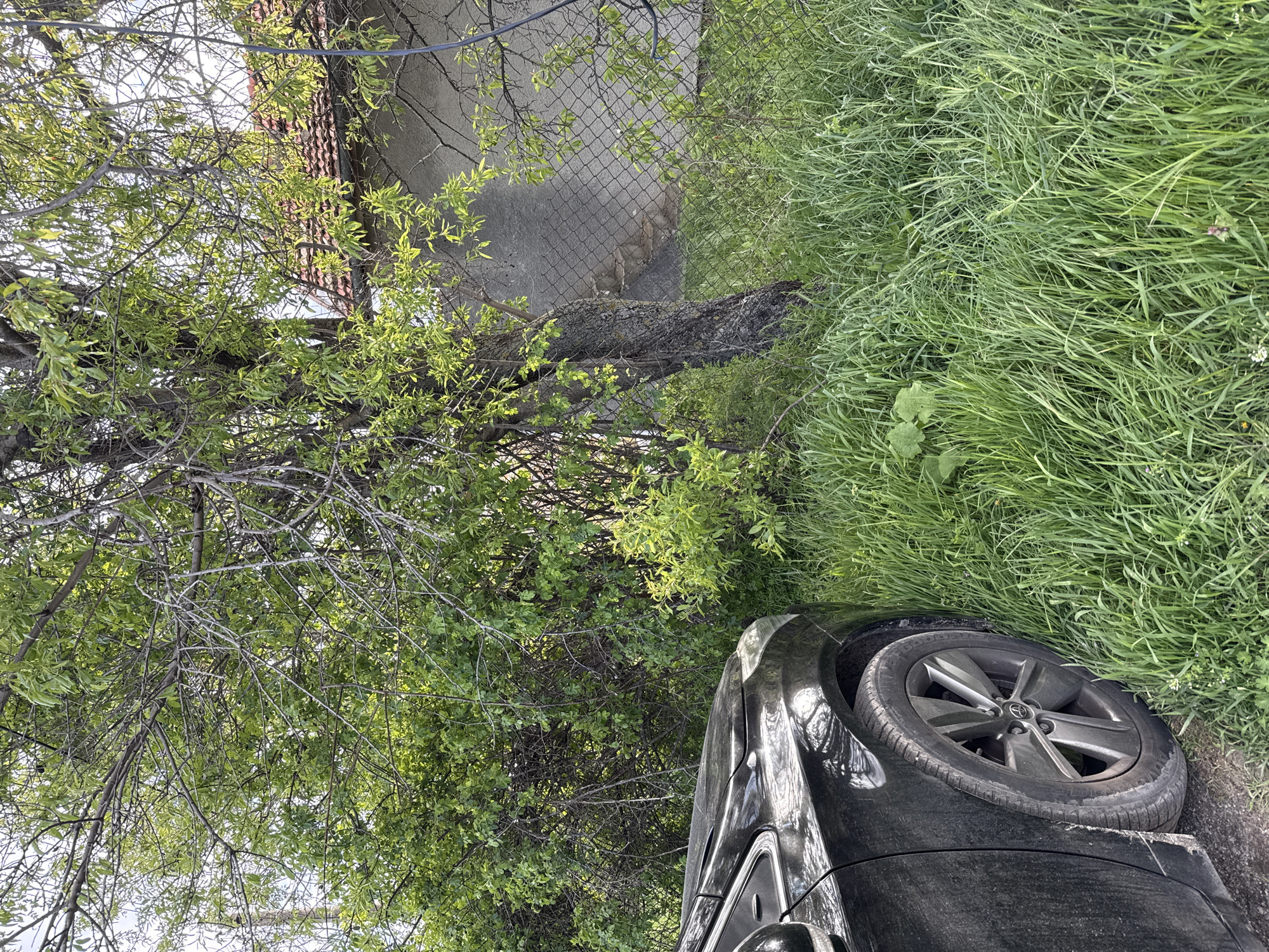 The image shows a black car partially off the road, near a tree and overgrown grass. A chain-link fence and the corner of a building with a red tile roof are visible in the background. The location is likely in a suburban or semi-rural area of Varna, Bulgaria, given the combination of vegetation, residential structure, and vehicle.