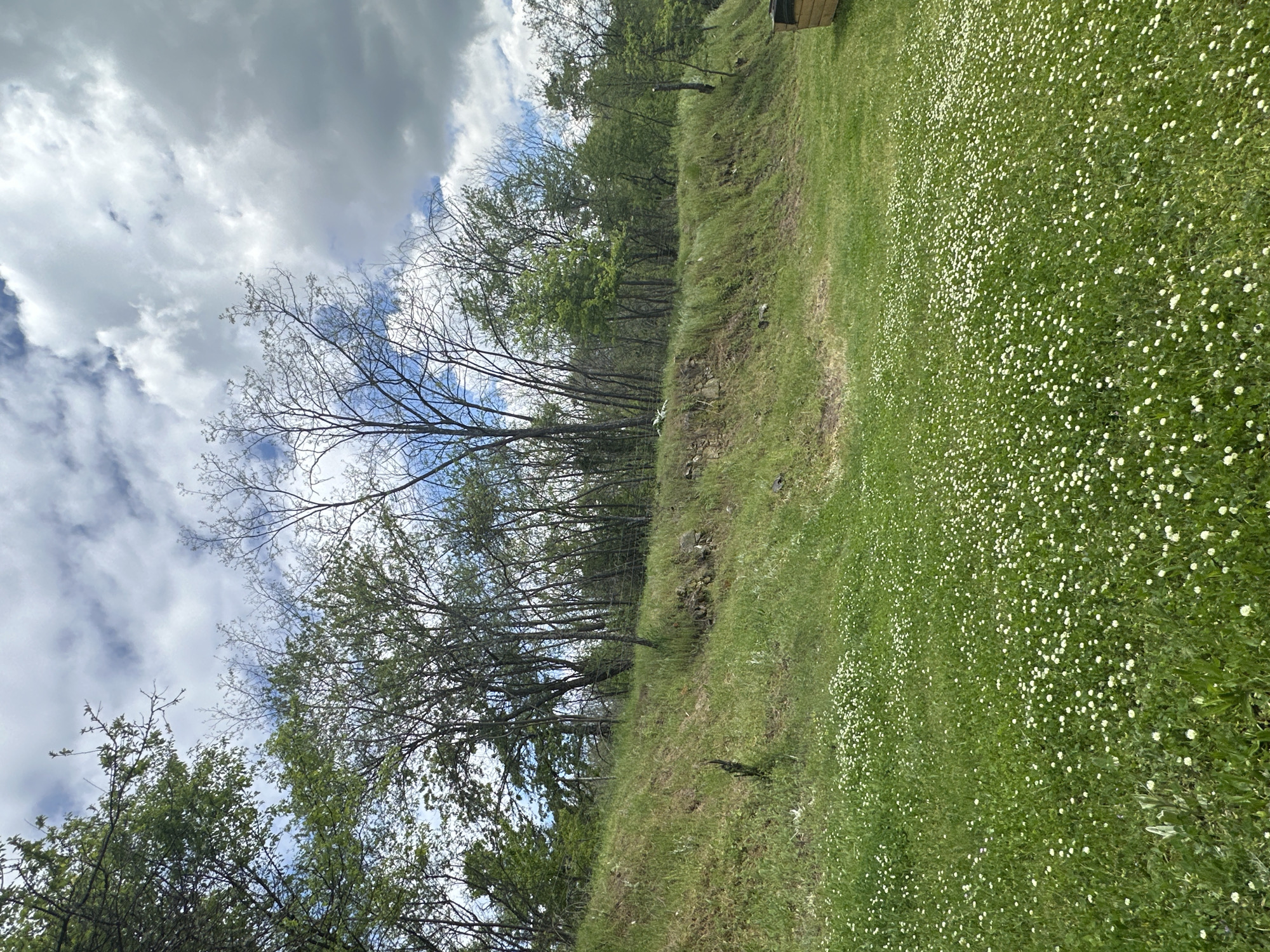 The image shows a field covered in small white flowers in Mrachenik, Bulgaria. The sky is partially cloudy. A line of trees and vegetation separates the field from a slightly lower area. The overall scene appears to be a natural, rural landscape.