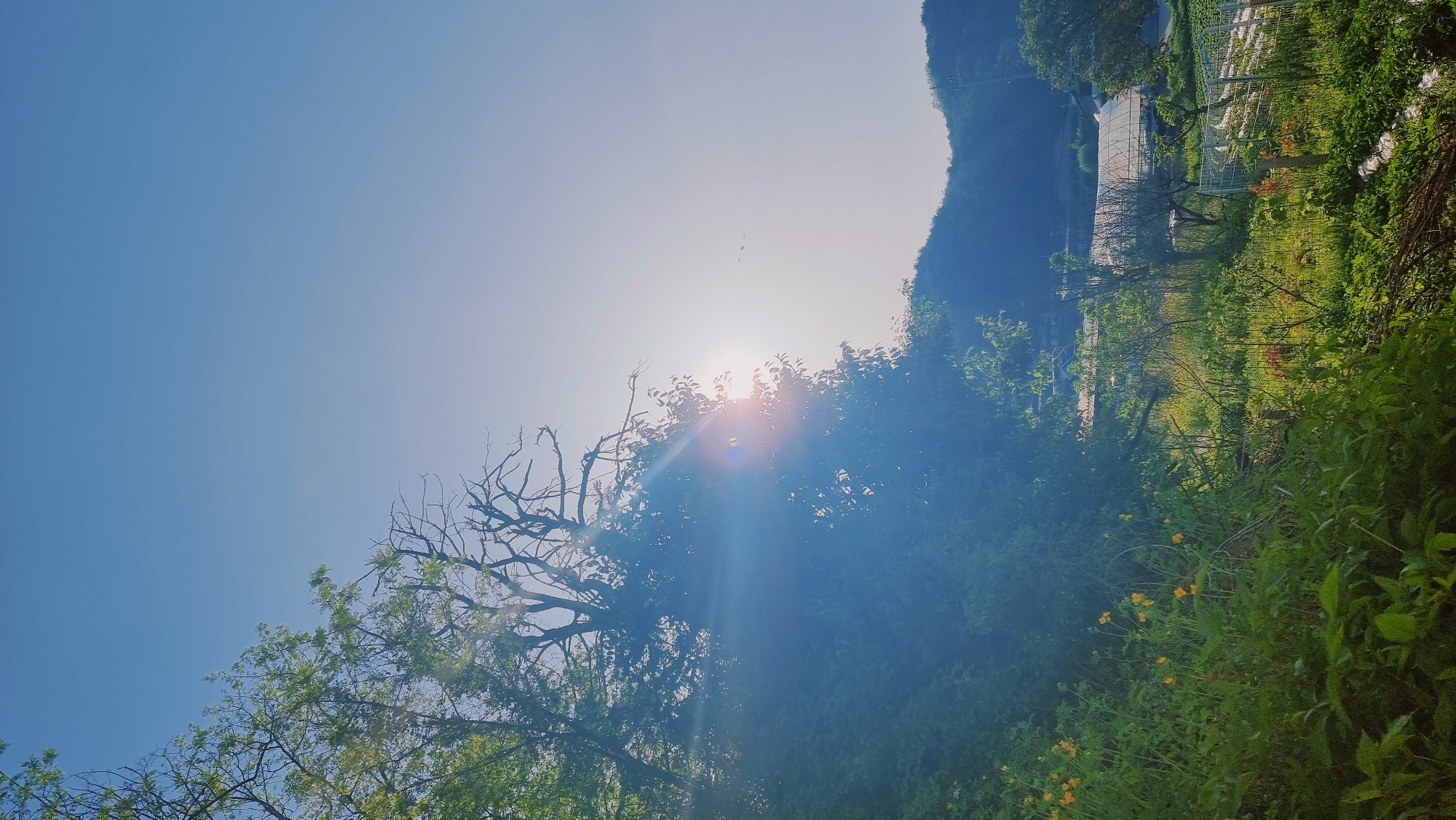 The image depicts a rural landscape in Dunnae-myeon, South Korea, under a bright, clear sky. The sun is positioned high, partially obscured by the foliage of trees. A lush green hillside rises to the right, contrasting with the open sky on the left. In the foreground, vibrant green vegetation dominates, with some yellow flowers scattered among the leaves. A tree with bare branches is silhouetted against the sky. In the mid-ground, a structure resembling a greenhouse or agricultural building can be seen, partially hidden behind the vegetation. Overall, the scene conveys a sense of tranquility.