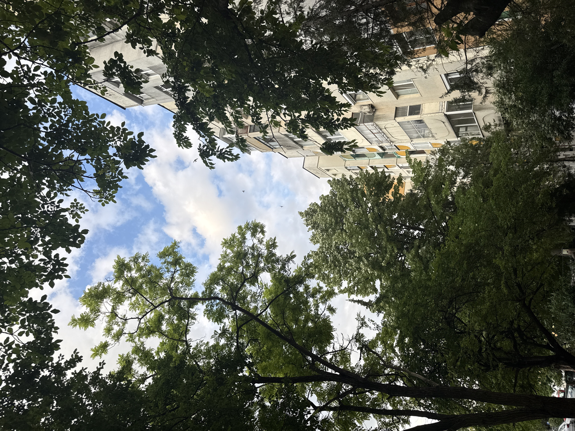 The image is a low-angle shot looking up through the canopy of lush green trees towards a cloudy sky and the facade of an apartment building. The trees, with their dense foliage, dominate the foreground and frame the view. The apartment building, appearing light-colored, has multiple windows, some with visible air conditioning units, and balconies. The sky is a mixture of blue and white clouds, suggesting it might be daytime, possibly late morning or afternoon. Several birds are visible in the sky, adding a sense of movement to the scene. The overall impression is one of an urban setting where nature, in the form of trees, is interspersed with residential architecture. The perspective from below emphasizes the height of the trees and buildings. There is no visible text in the image.