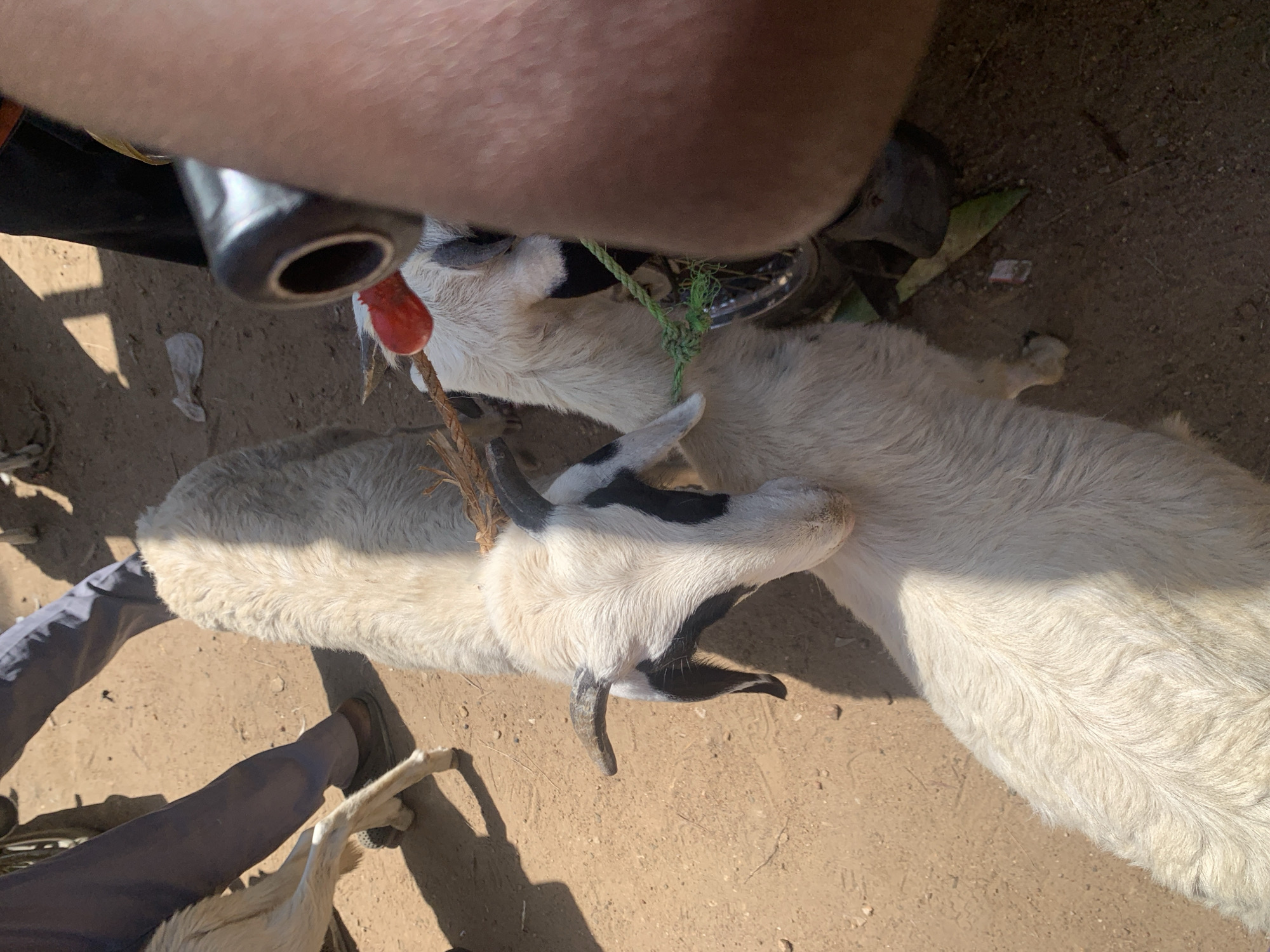 The image depicts a close-up, high-angle view of two goats standing on a dirt ground in what appears to be an outdoor market, possibly in Dull A, Nigeria. The goats are tethered together with a green rope. The goat in the foreground is white with black markings on its face, including around its eyes and ears. It has short, curved horns and a light-colored snout. The second goat, mostly visible behind the first, is white and appears to be larger. The ground is sandy and dry, with some scattered debris. In the background, the legs of at least two people are visible; one person is wearing dark pants and brown shoes, while another is wearing dark trousers. The right side of the frame is dominated by a blurred, fleshy arm and a portion of a dark, metallic object, possibly a motorcycle handle. The overall lighting suggests it is daytime, with strong shadows cast on the ground.