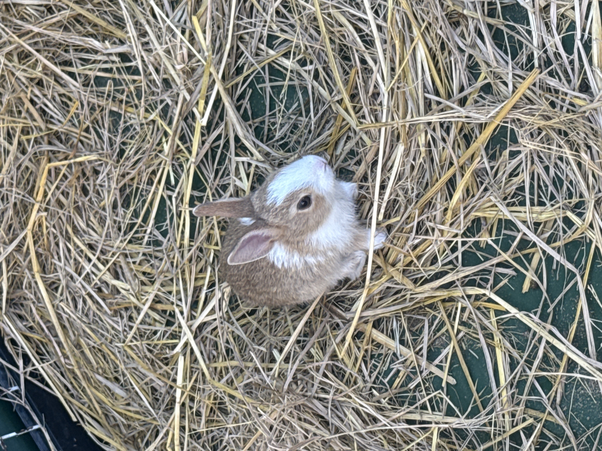 The image shows a close-up, top-down view of a small, brown and white rabbit nestled in a bed of dry straw. The rabbit is facing right and its head is slightly turned towards the viewer. It has prominent ears, one of which is upright and the other is tilted. Its fur is a mix of brown and white, with a white blaze on its forehead. The straw is a light golden-brown color and is densely packed, with some individual strands clearly visible. The background beneath the straw appears to be a dark green surface. The lighting suggests an outdoor or well-lit indoor environment, casting soft shadows. There is no indication of the location being in Bangkok, Thailand, or any specific urban setting.