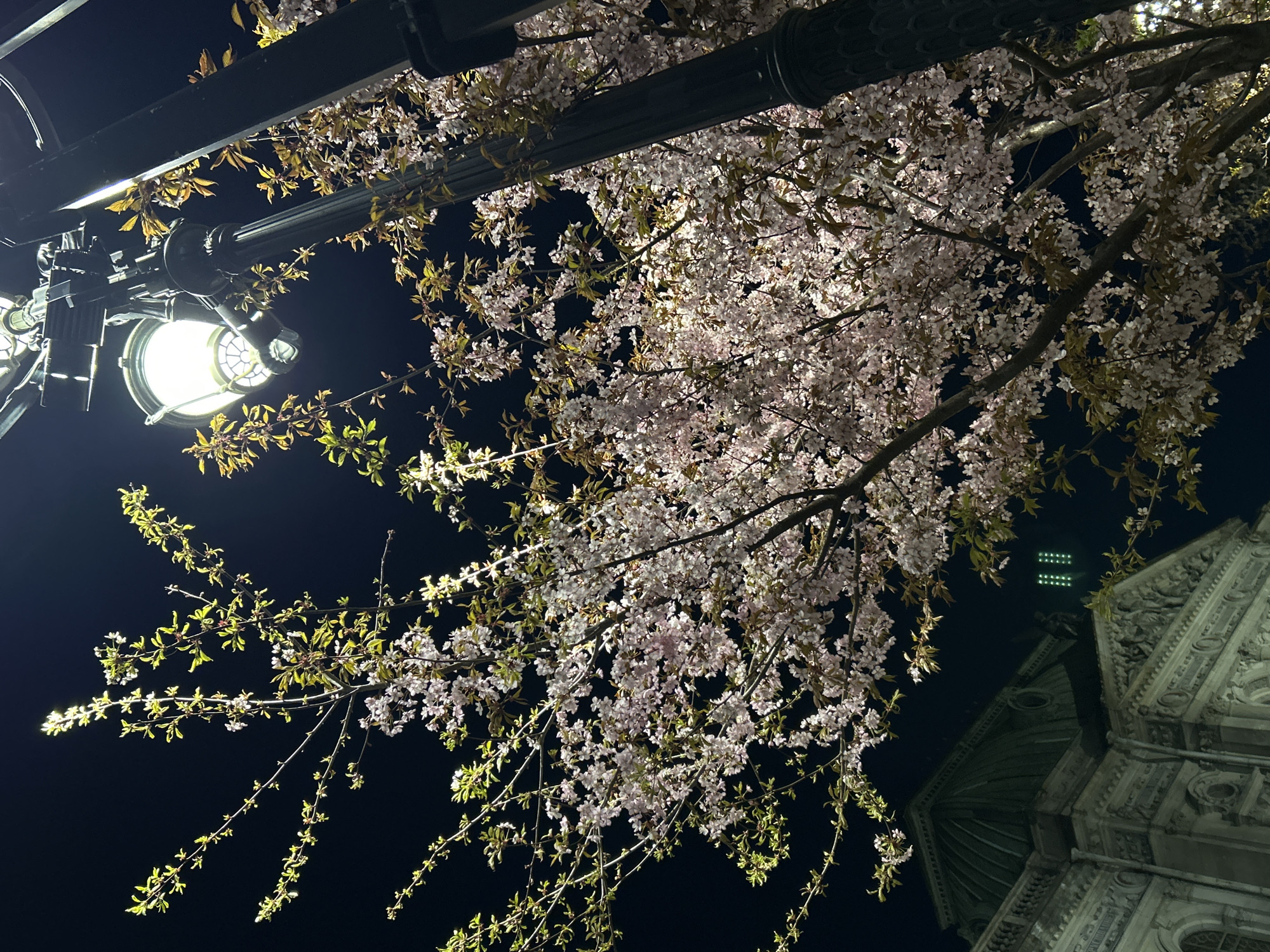 A low-angle photograph taken at night depicts a flowering tree in front of a street lamp. The tree's blossoms are illuminated by the lamp, creating a soft glow. The backdrop features a dark sky and the silhouette of a building, identified as the Cathedral of the Assumption of Mary in Saint Petersburg, Russia. The scene is still and quiet, focusing on the natural beauty contrasted against the urban architecture.
