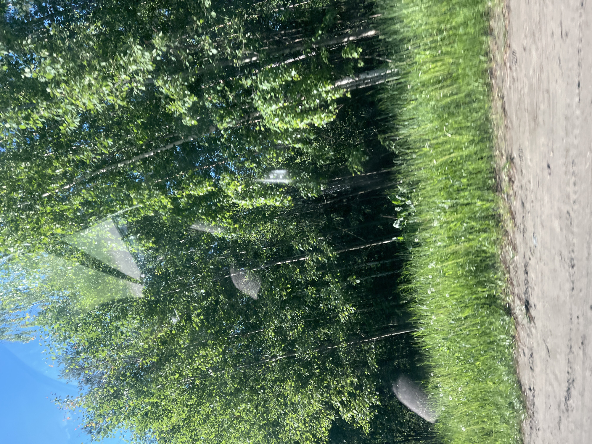 The image shows a view from a moving vehicle through a window, with reflections visible on the glass. The scene depicts a natural environment with a dense forest of green trees lining a roadside. The trees are predominantly deciduous, with slender, pale trunks and abundant foliage. The ground in the foreground is a dirt road, covered with gravel and dry earth. To the right of the road, tall, vibrant green grass grows, with some white wildflowers interspersed. The sky above is a clear, bright blue. The overall impression is that of a rural or natural landscape encountered while traveling through the countryside, possibly along a road in or near the city of Noviy, Russia, given the context. The dynamic blur effect suggests motion, consistent with a photograph taken from a vehicle in transit.