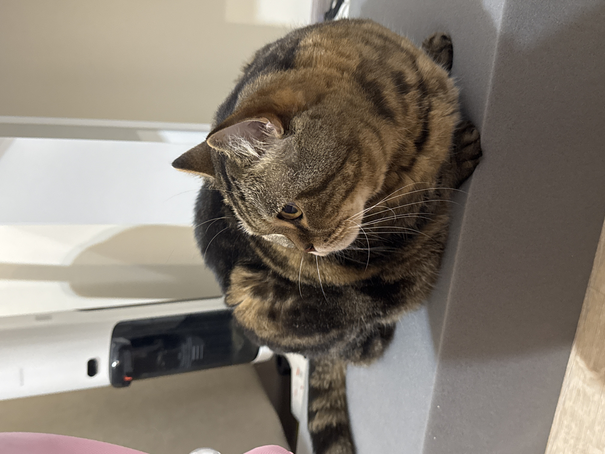 A tabby cat is perched on a gray surface, looking down. The cat has brown and black stripes. In the background, there's a white object with a black slot and a red light. The scene appears to be indoors, likely in a home environment. The lighting suggests it's daytime, though no windows or natural light sources are clearly visible. The cat's gaze is directed downwards, giving it a contemplative or curious expression. No visible text is present in the image. The context provided indicates the location as Mikhaylovsk, Russia.
