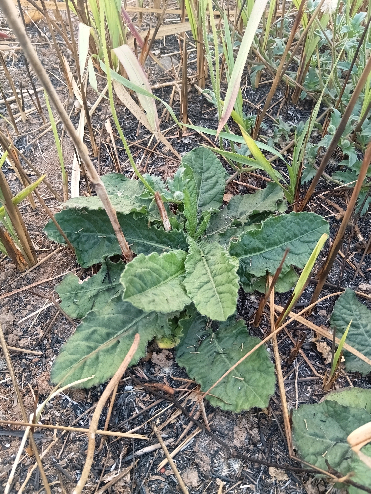 The image depicts a close-up view of a leafy green plant growing amidst dry grass and soil. The plant has large, textured leaves with serrated edges, and appears to be in a natural, somewhat unkempt environment. The surrounding ground is covered with dry stalks, debris, and some patches of dark, possibly burnt, material, indicating a dry or recently cleared area. The lighting suggests it is daytime, with natural light illuminating the scene. The image does not contain any information that would indicate its location in Cikal, Indonesia, or any specific details about people, actions, or interactions.