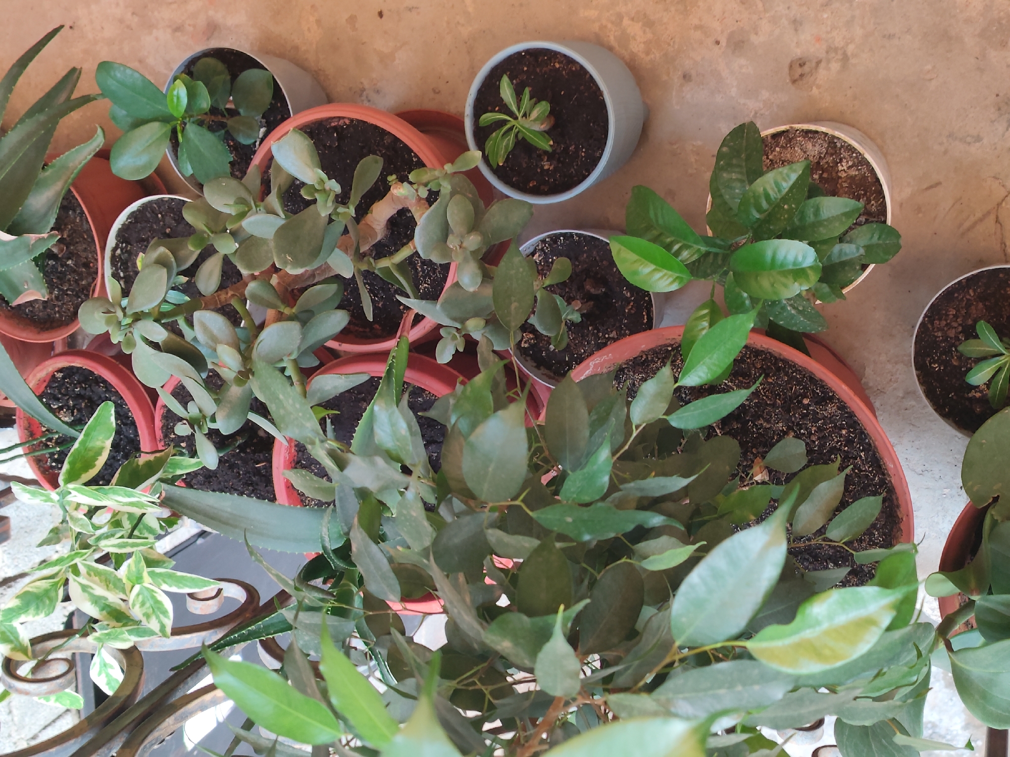 The image displays a collection of potted plants arranged on a concrete surface. The plants vary in size and type, featuring green leaves and some with variegation. They are housed in different containers, including terracotta, grey, and white pots. In the background, a decorative metal railing is visible, suggesting an outdoor setting. The location is identified as Leninkent, Russia. No people or specific actions are depicted; the scene is a static arrangement of houseplants.