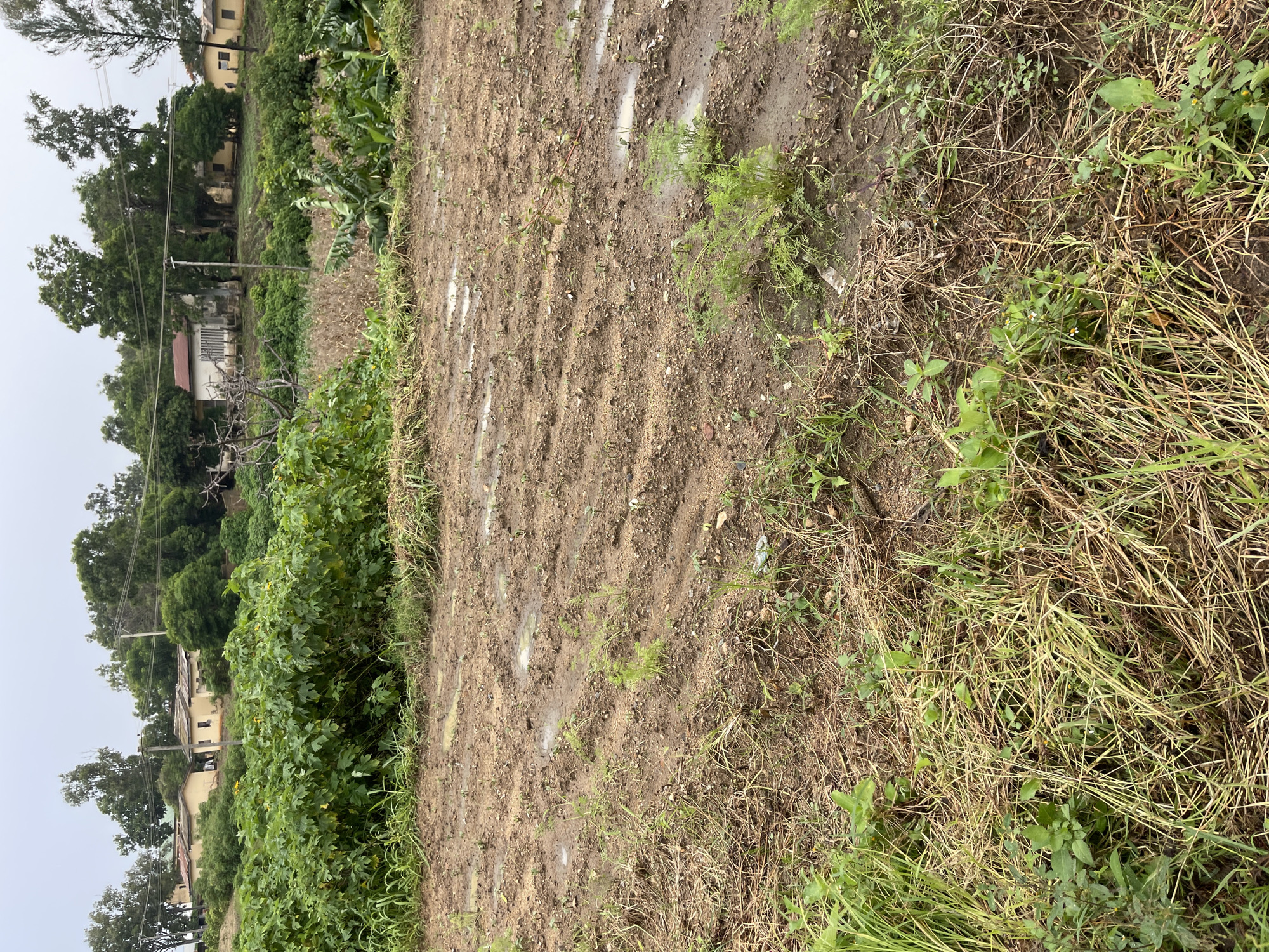 The image depicts a muddy, tilled field in Rafin Par, Nigeria, with small green sprouts emerging from the soil in neat rows. Puddles of water are visible on the uneven surface. In the background, a dense growth of large green leafy plants dominates the mid-ground. Beyond the foliage, several light-colored buildings with red-tiled roofs are situated on a gentle slope, surrounded by numerous trees. The sky is overcast. The scene captures an agricultural setting following a rainfall, with newly planted crops in the foreground and a residential area in the distance.