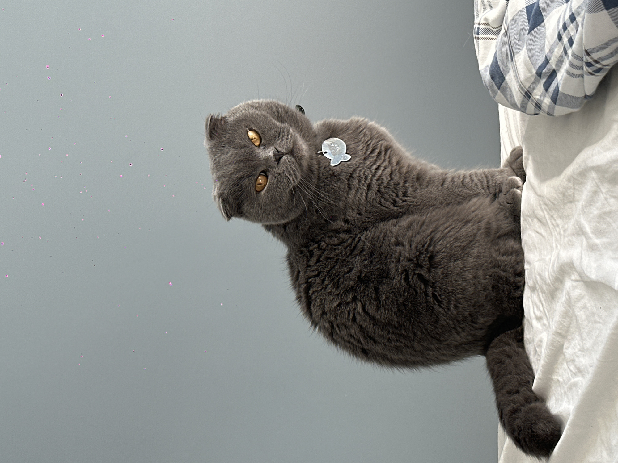 A gray, Scottish Fold cat with yellow eyes is lying on a white bed with a blue and white plaid pillow. The cat is looking directly at the camera with its head tilted. The background is a gray wall with faint pink glitter. The location in the city of Chaikovsky, Russia, cannot be determined from the image.