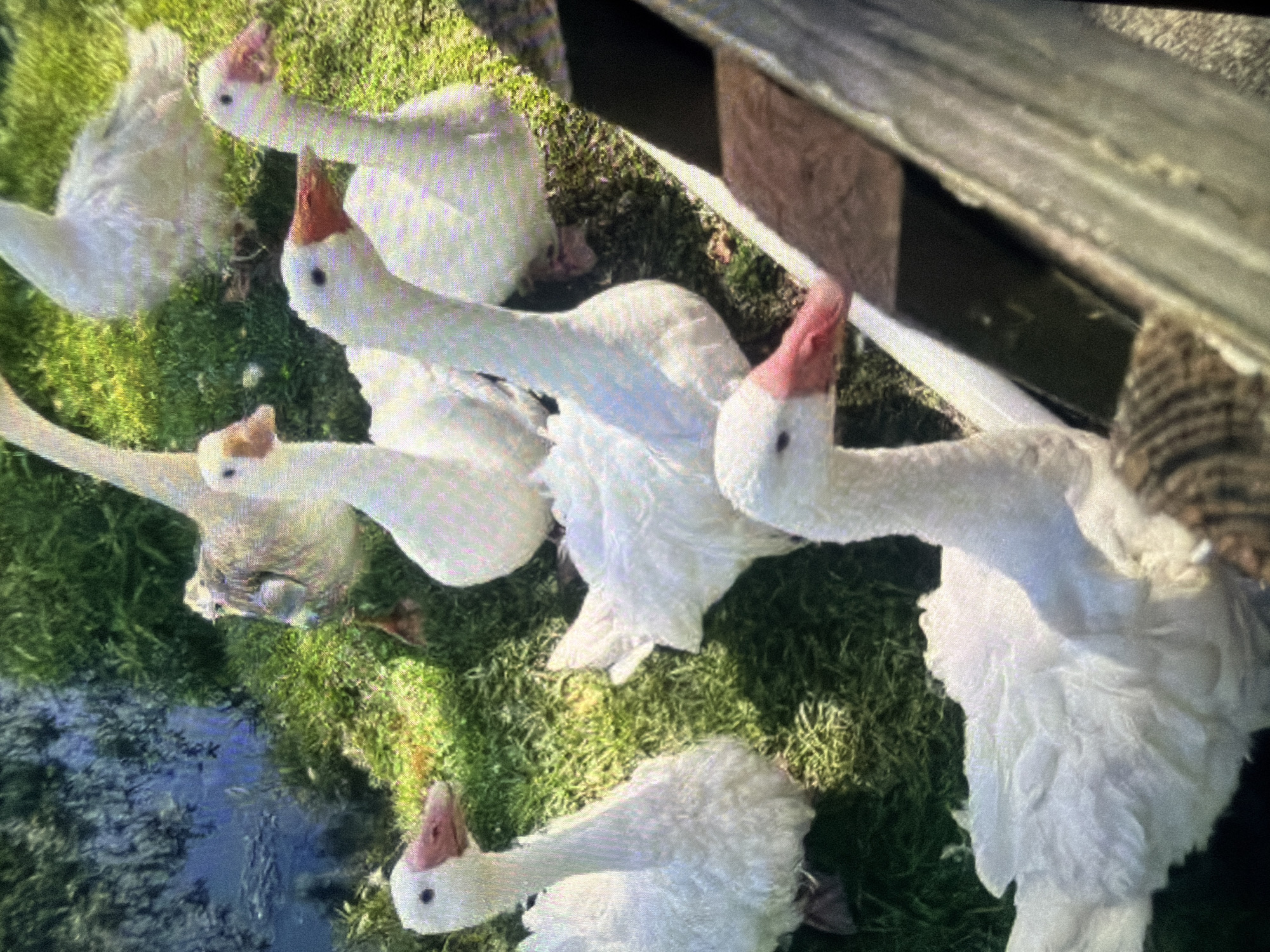 The image depicts a flock of domestic geese in an outdoor setting. The geese are primarily white with pinkish-orange beaks and feet. Several geese are visible, some with their heads raised and looking around, while others appear to be grazing on the green grass. The environment includes lush green grass, a body of water with reflections, and a wooden structure in the foreground. The lighting suggests it is daytime, possibly sunny, casting shadows. There are no people or urban elements visible that would indicate a specific location within Bukuru, Nigeria.