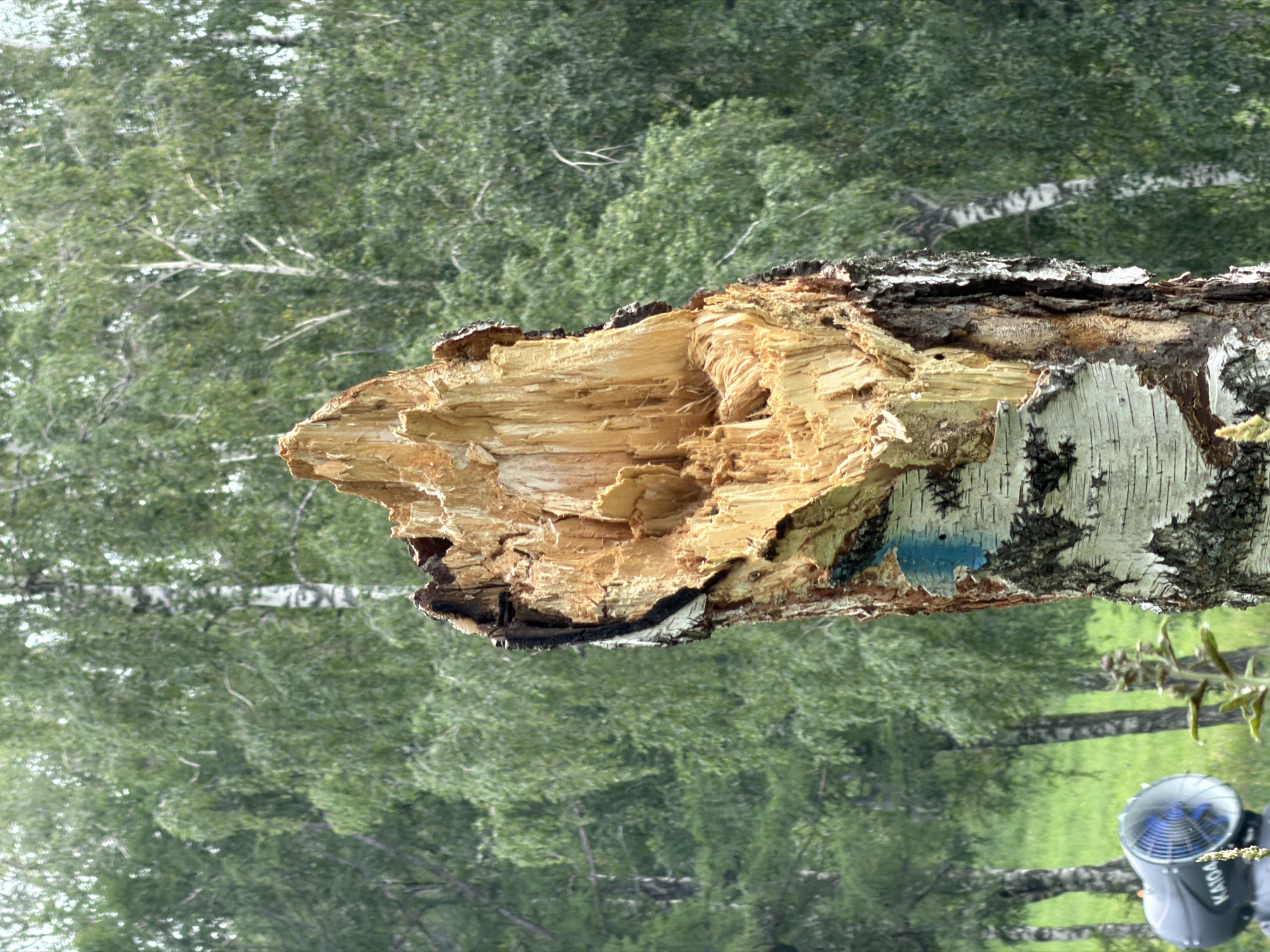 A close-up shot focuses on a broken birch tree stump in a wooded area. The stump is split vertically, revealing rough, light-colored wood fibers. The outer bark is white and black, with some peeling sections. A small blue marking is visible on the bark. In the background, a dense forest of birch trees with green foliage creates a natural backdrop. In the lower left corner, a black industrial fan-like device with a blue interior and the label "KA104" is partially visible. The scene appears to be in a natural, outdoor setting, possibly in or near the city of Ozernoe, Russia, suggested by the presence of birch trees common to the region.