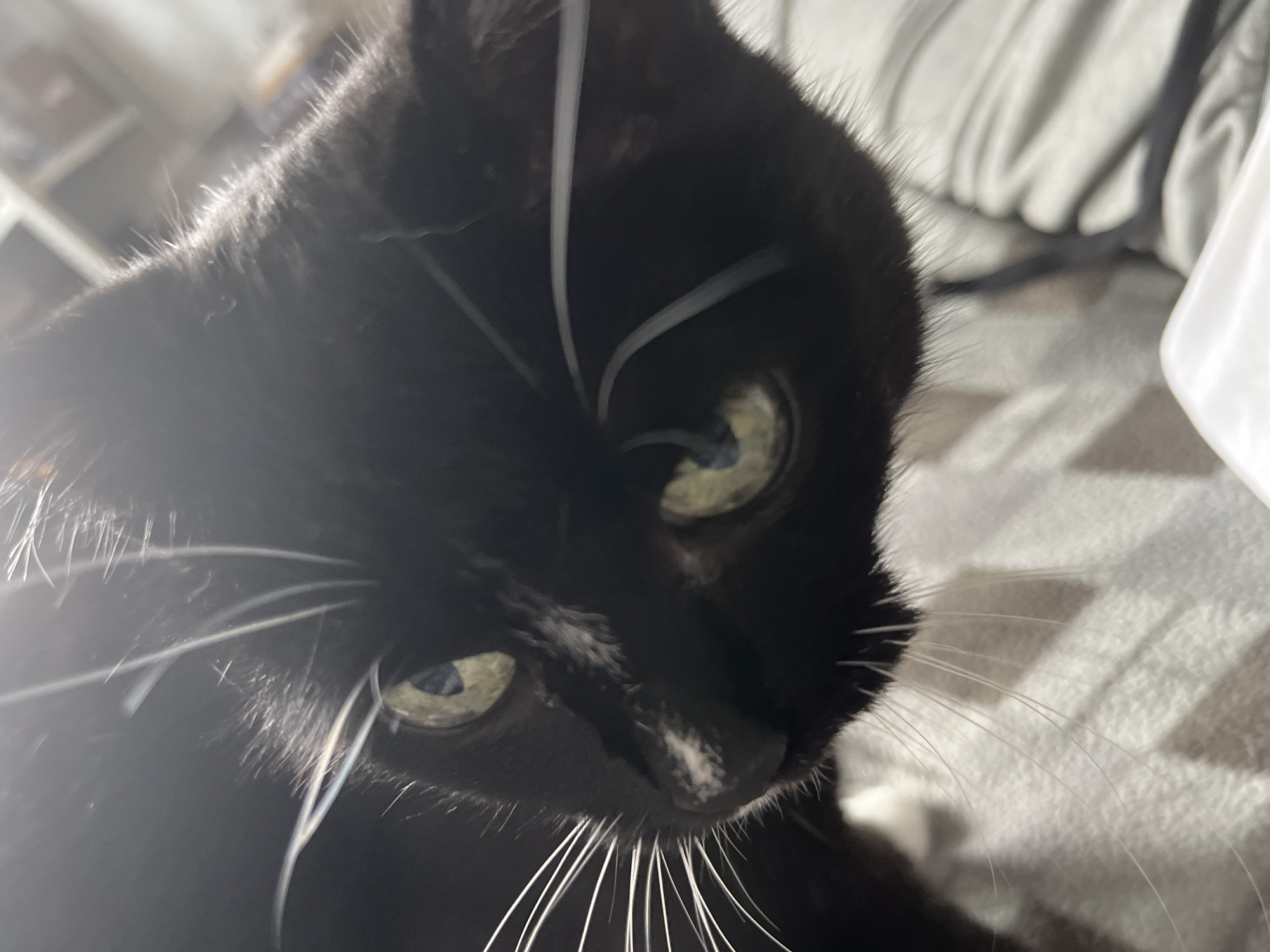 A close-up, low-angle shot captures the face of a black cat with striking green eyes. The cat's whiskers are prominent and white, fanning out from its muzzle. The fur appears sleek and dark. The background is softly blurred, showing a textured surface, possibly a blanket or upholstery, in muted gray and white tones. The lighting suggests an indoor environment, with a bright light source creating highlights on the cat's fur and whiskers. There are no identifiable landmarks or elements to determine a specific location within Moscow, Russia.