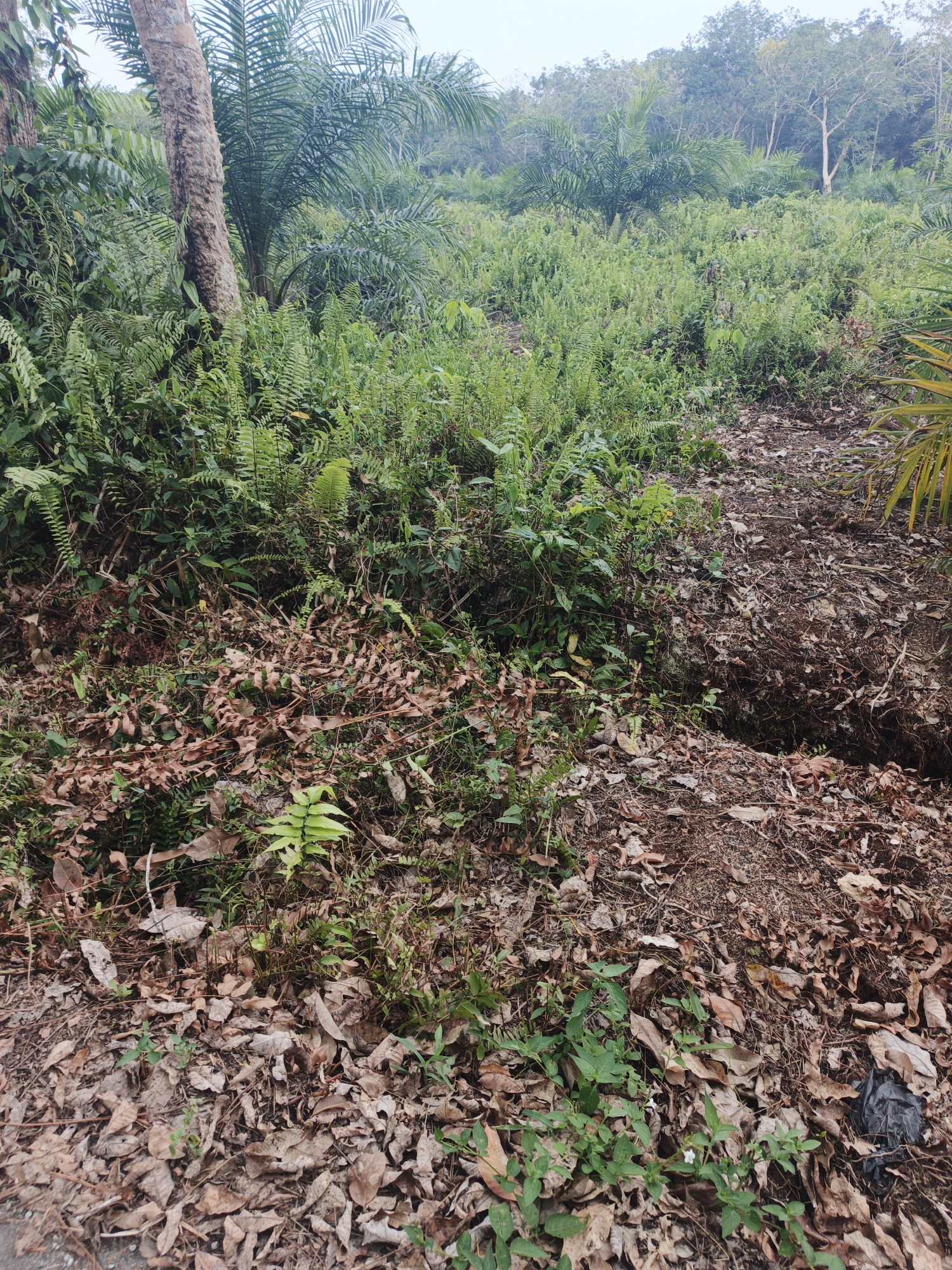 The image depicts a dense, overgrown area with a mixture of vegetation and debris. In the foreground, a thick layer of dry, brown leaves covers the ground, interspersed with small, green plants. To the left, a large tree trunk is visible, surrounded by lush green ferns and palm fronds. The ground slopes upwards, leading to a more densely vegetated area filled with various shades of green foliage, including palm trees and other tropical plants. In the mid-ground, a path or clearing is visible, with disturbed soil and a dark, recessed area that could be a ditch or eroded section. The background shows a hazy view of more trees and vegetation, suggesting a natural or semi-natural environment. The overall impression is one of an unkempt, natural landscape, possibly on the outskirts of a populated area. There are no people or animals visible in the image.