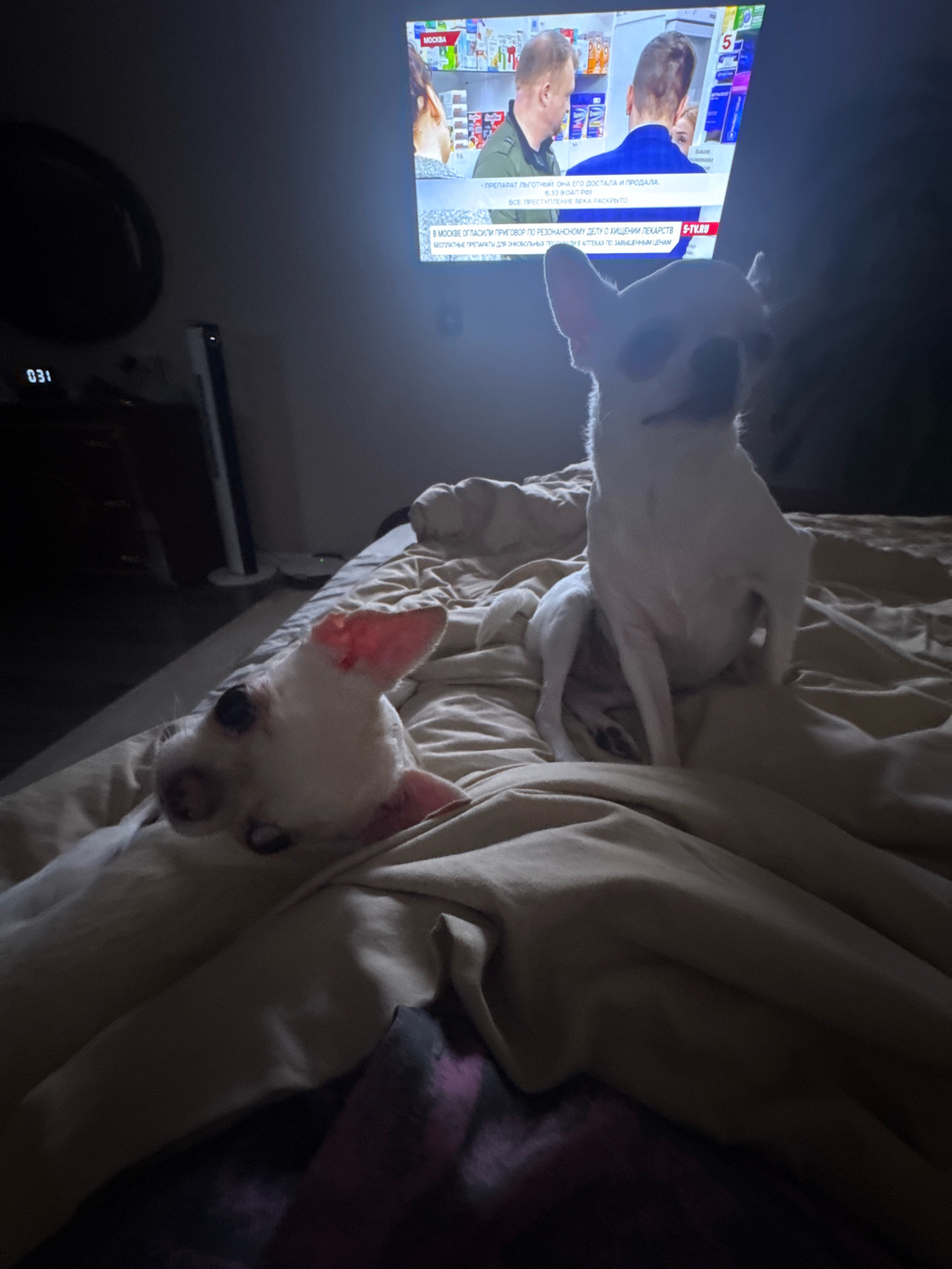 In a dimly lit bedroom, a television screen displays a news broadcast with Russian text and images of people. Two white Chihuahuas are the subjects. One dog is positioned in the foreground, lying on its side with its head turned to the side, appearing to be sleeping. The second dog is sitting up behind the first, facing the television, and appears to be alert. The dogs are on a bed covered with a tan duvet. The scene is consistent with a domestic setting, likely a bedroom, in Novosibirsk, Russia, as indicated by the television broadcast. No people are visible in the image.