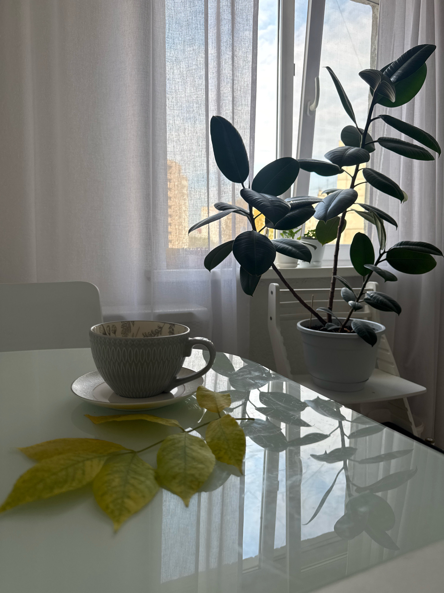 The image depicts an indoor scene with natural light streaming through a window covered by sheer white curtains. A glass-top table occupies the foreground, reflecting the surroundings. On the table, a grey ceramic cup with a patterned exterior rests on a matching saucer. To the left of the cup, a branch with several yellowed leaves lies across the table's surface. In the background, a potted rubber plant with dark green, glossy leaves stands on a white chair placed near the window. The window offers a view of buildings and a cloudy sky. The overall impression is one of a tranquil domestic setting. The location is identified as Ufa, Russia.