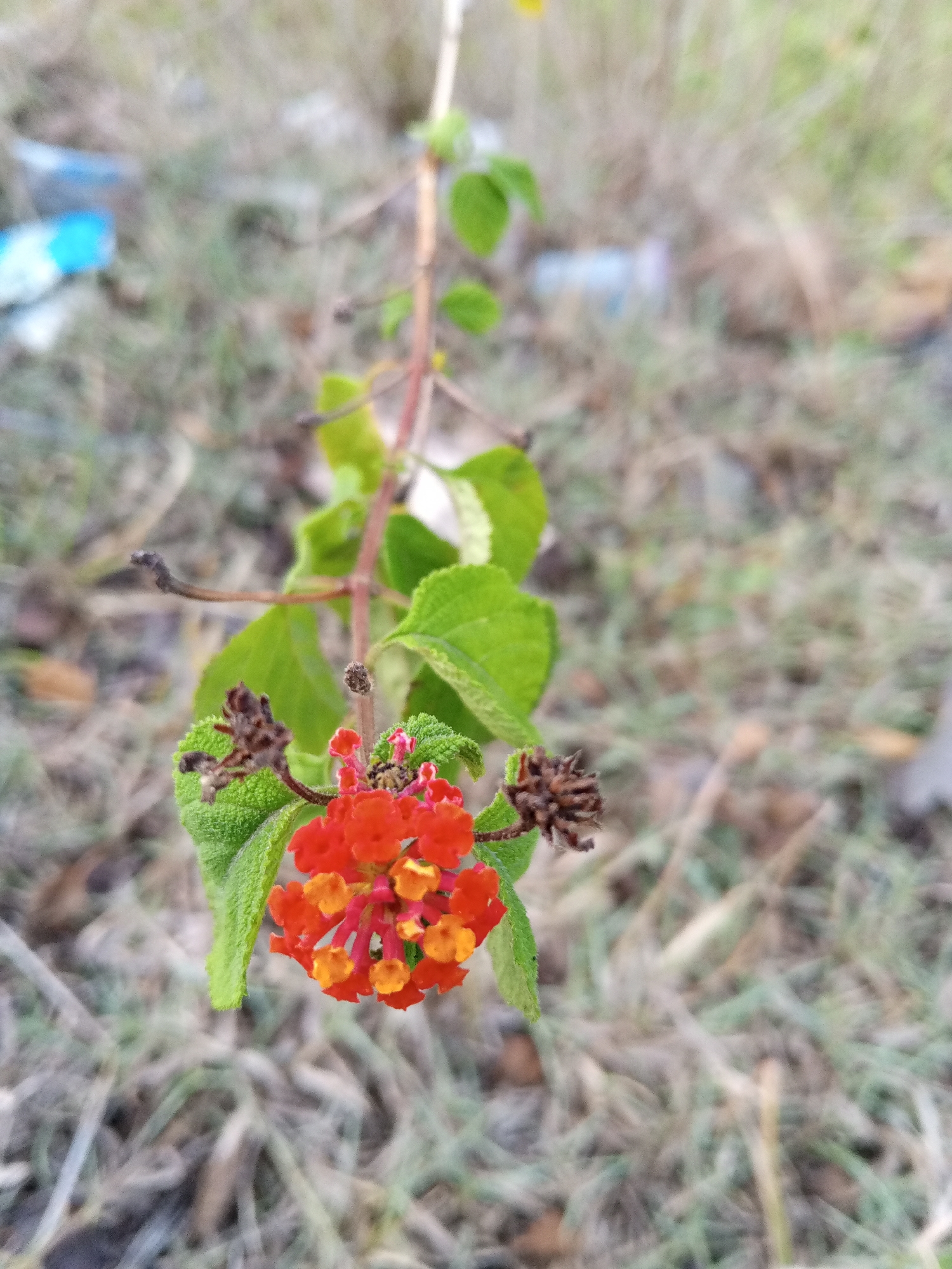 A lantana plant with red and yellow flowers and green leaves is growing in a grassy area. Some dried seed heads are also visible on the plant. In the background, there is blurry vegetation and some discarded plastic bottles. This photo may have been taken in or near the city of Uruekanoe, Indonesia.