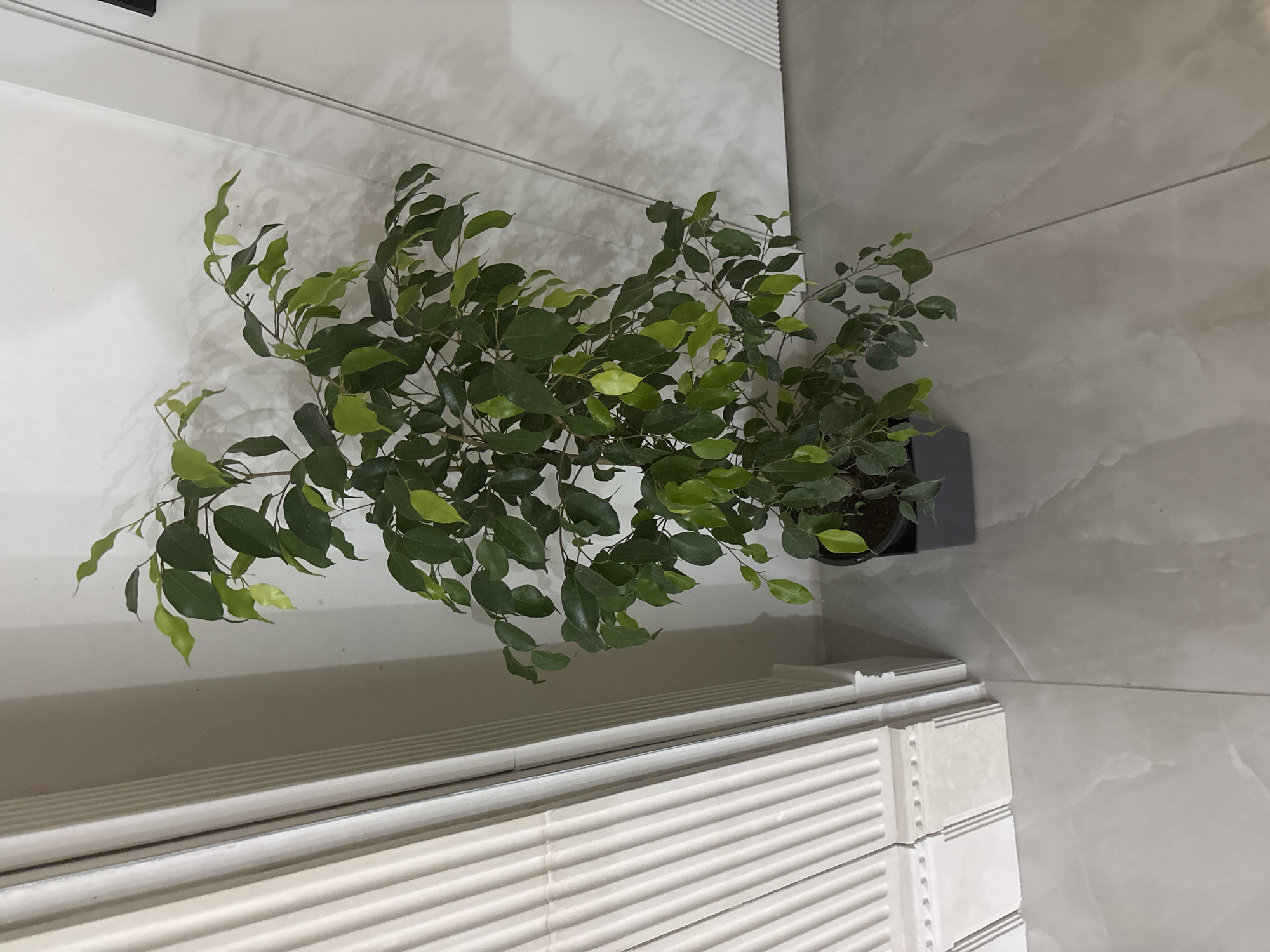 An overhead shot shows a healthy ficus tree in a dark-colored pot, positioned near a wall with a textured white surface. The tree is lush, with numerous green and light green leaves cascading in various directions. Beneath the tree, there is a white decorative structure with horizontal lines. The wall adjacent to the tree pot has a mottled grey and white pattern, giving it a marble-like appearance. The location is Unknown, Unknown.