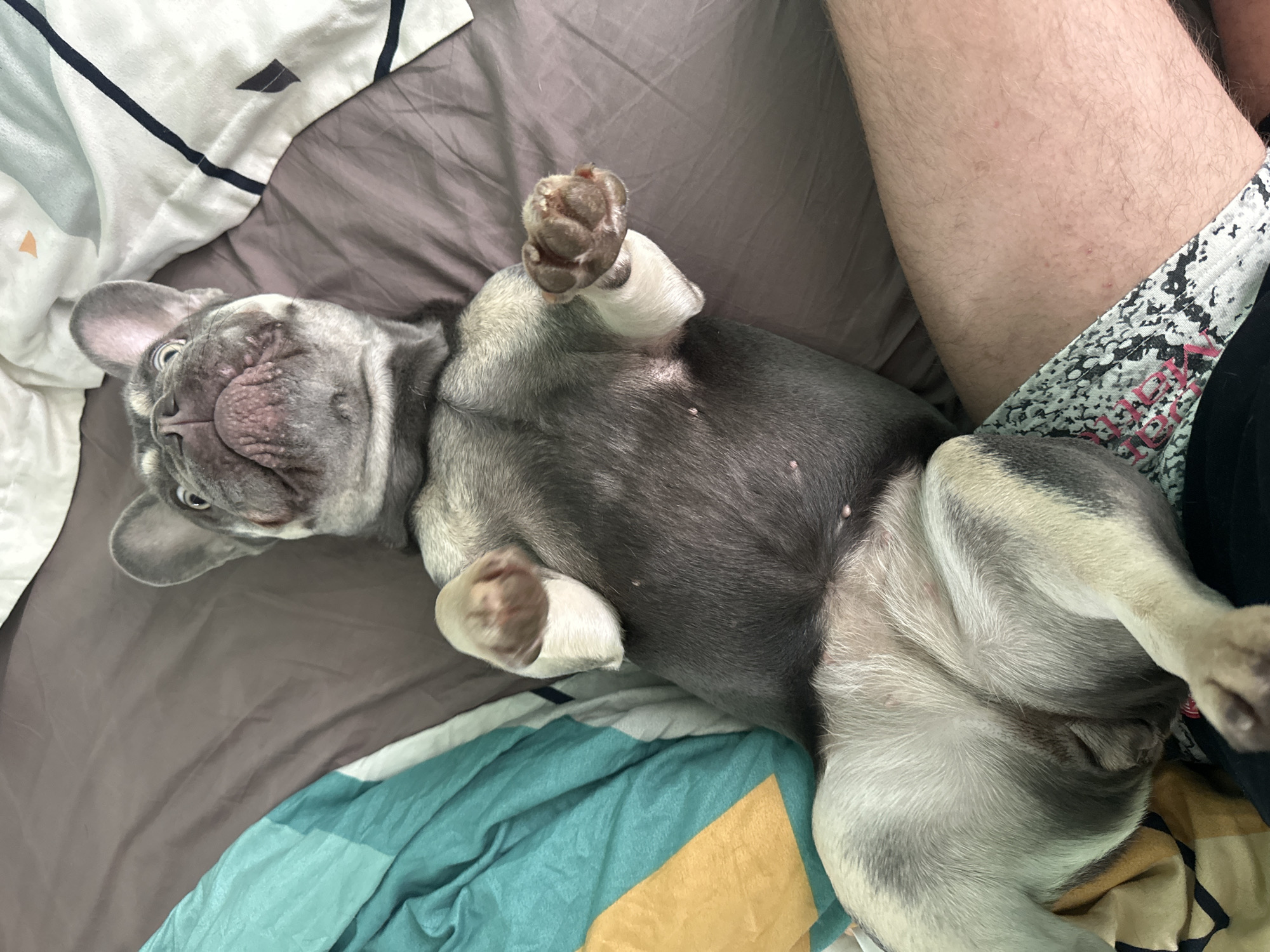 A gray French bulldog lies on its back on a bed. Its legs are splayed, and its paws are up in the air. The dog's belly is exposed. A person is lying next to the dog. The bed is covered with sheets and blankets in a variety of colors and patterns.