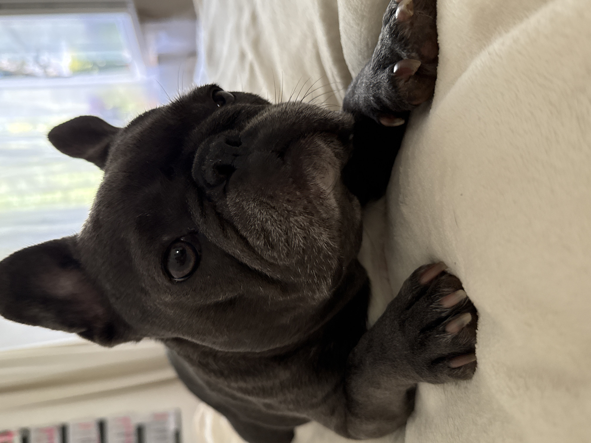 A French Bulldog lies on a cream-colored, plush surface, its dark gray fur contrasting with the light background. The dog's face is prominent, with large, dark eyes and characteristic wrinkled features. Its ears stand upright, and its snout is short and broad. The dog's front paws are visible, with their nails appearing light in color. The background is softly blurred, suggesting an indoor setting, possibly a bed or sofa, with hints of a window and curtains suggesting natural light filtering in. The image does not contain any information to determine its location in the city of Bad Sachsa, Germany.