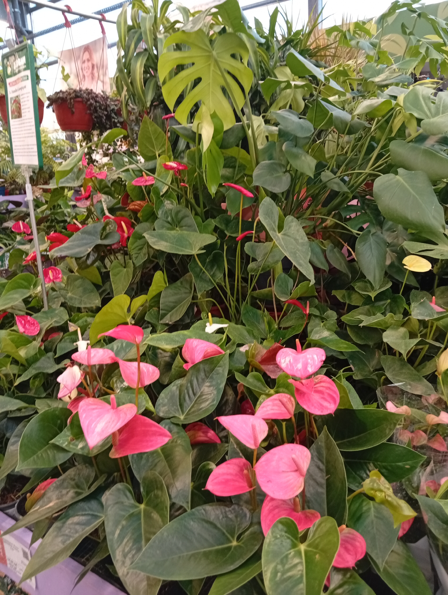 The image shows a densely planted indoor garden or nursery, likely within a greenhouse or a well-lit commercial space. The foreground is dominated by a large collection of Anthurium plants, characterized by their heart-shaped spathes in shades of pink and red, and dark green, glossy leaves. Interspersed are other tropical plants with large, broad leaves, including a prominent Monstera deliciosa with its distinctive fenestrated foliage visible in the upper portion of the image. In the background, hanging baskets with trailing plants and more green foliage suggest a multi-level display typical of a plant nursery. A sign with text and an image of a woman is partially visible on the left, indicating a product or plant information display. The lighting suggests an overhead light source, possibly natural light filtered through a translucent roof, common in such environments. There are no people actively engaged in any actions within the frame. The overall impression is one of a vibrant, cultivated plant collection. The location is a plant nursery in Pushkino, Russia.