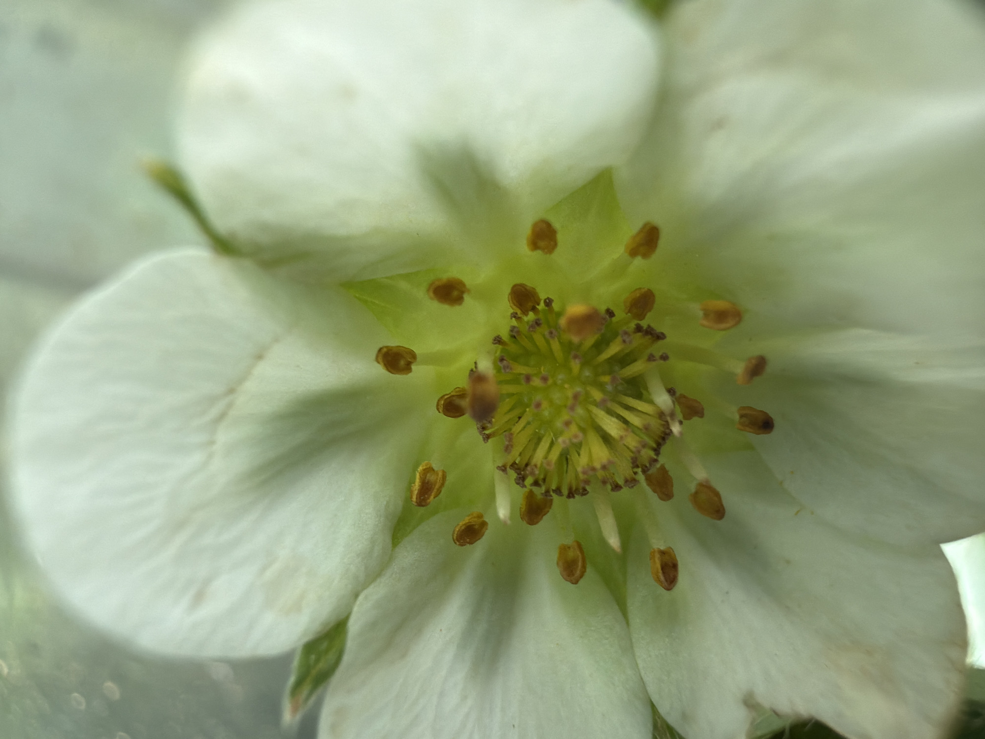 The image is a close-up, macro photograph of a white flower, likely a strawberry blossom. The perspective is from directly above or slightly angled, focusing on the intricate center of the bloom.
The flower features five prominent, broad white petals that appear soft and somewhat translucent, with subtle textual variations and faint vein-like patterns. Towards the center, beneath the petals, a light green calyx or sepal structure is visible.
At the heart of the flower, a dense cluster of reproductive organs is clearly in focus. Numerous stamens with golden-brown anthers, which appear full of pollen, are arranged in a ring around the central pistil. The pistil itself is a collection of tiny, yellowish-green carpels densely packed together, indicating the part of the flower that will develop into fruit.
The background is completely blurred, creating a shallow depth of field that isolates the flower and emphasizes its delicate details. The lighting is soft and even, highlighting the textures and natural colors without harsh shadows. There is no visible activity or event, only the static depiction of the flower. No text is visible in the image. The overall impression is one of delicate natural beauty and intricate botanical detail.