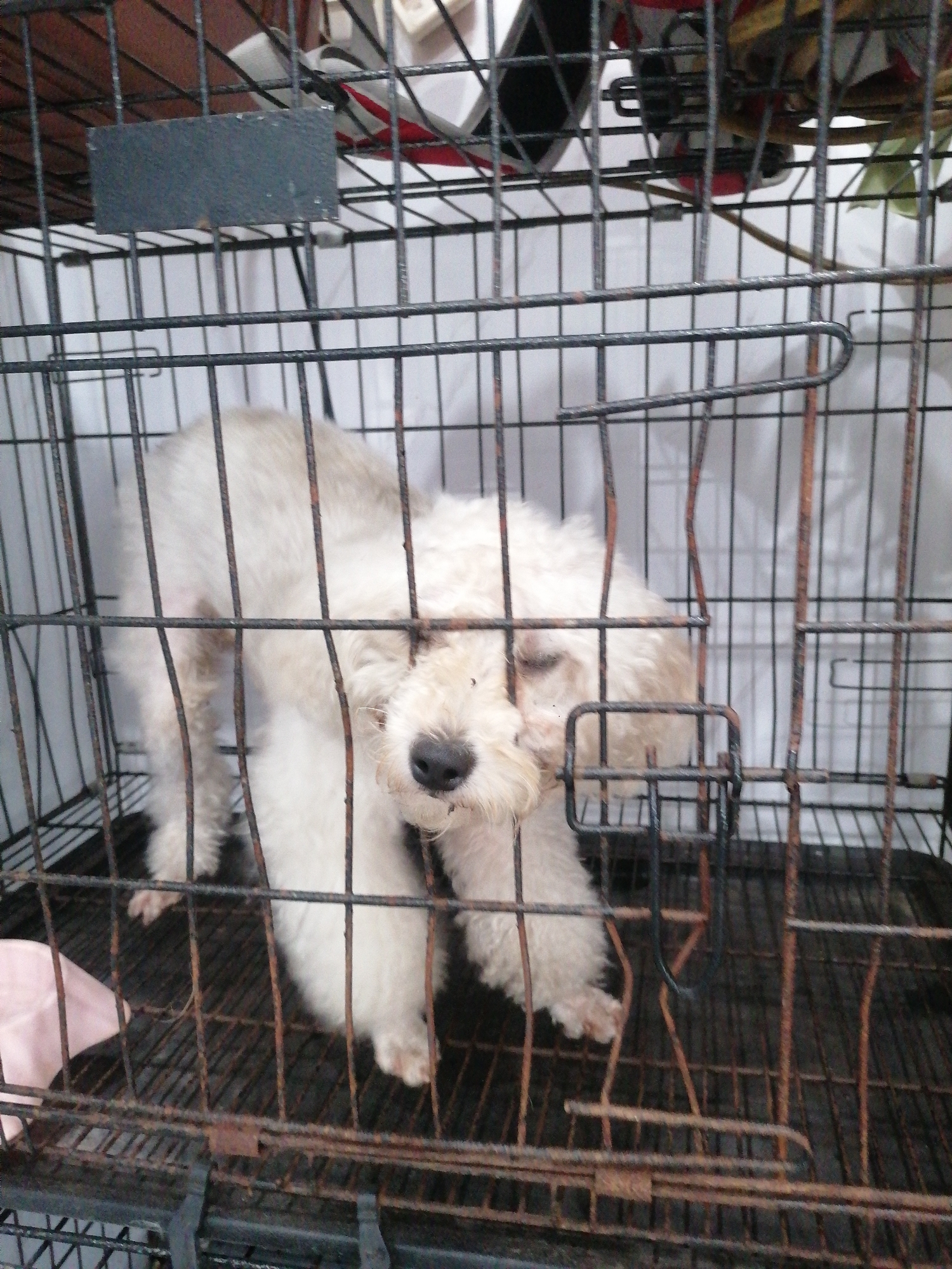 A small, white, fluffy dog, possibly a poodle or Bichon Frise mix, is the central subject, confined within a dark metal wire cage. The dog appears unkempt, with matted fur around its eyes and snout, and stands with its head slightly lowered, facing the viewer. Its fur is a consistent creamy white color.
The cage is old and appears to be made of dark metal bars, several of which show distinct signs of rust. A rectangular, blank black plate is attached to the top front bar of the cage. The cage's floor is a gridded metal surface. In the bottom-left corner inside the cage, a pink, soft object, possibly a piece of cloth or a thin mat, is visible.
Behind the cage, a plain white fabric, likely a curtain or sheet, serves as a backdrop. Above the cage, various indistinct objects, including what appears to be part of another cage, straps, and some red and white fabric or plastic, are partially visible.
The scene takes place indoors, likely in a confined setting such as a shelter or rescue facility. The unkempt state of the dog and the rusty condition of the cage suggest a situation of neglect or distress. There is no discernible text within the image. The time of day is not evident, and no weather conditions can be determined from this indoor setting. The context indicates the location is Ha Tu Ward, Vietnam.