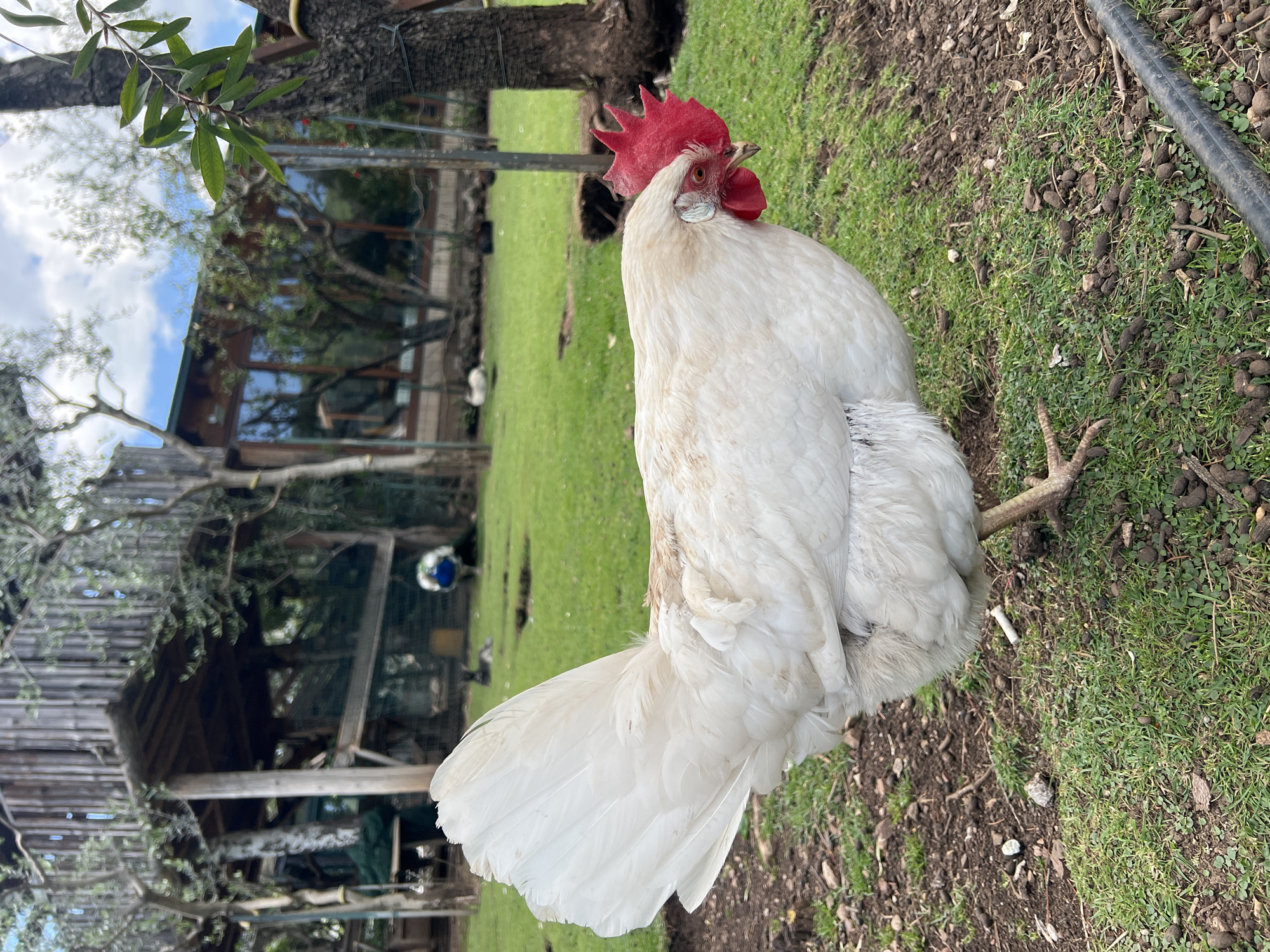 The main subject of the image is a large, white rooster with a bright red comb and wattles, standing on an outdoor patch of ground. Its feathers are predominantly white, appearing fluffy around its body, with a full, fanned tail. The rooster is looking directly towards the viewer.
The scene depicts a rural or semi-rural setting, likely in Budva, Montenegro, during the daytime. The ground beneath the rooster is a mix of green grass on the left and drier, earthier terrain with scattered small stones and foliage on the right. A black hose is visible along the right edge of the frame, resting on the ground.
In the midground and background, a vibrant green lawn extends across the scene. Several other birds, including what appears to be a white chicken and a peacock with a distinctive blue head, are visible in the distance on the grass. Behind the grassy area, a wooden house or structure with windows reflecting the sky and surrounding trees is partially obscured by dense foliage and tree trunks. The upper left of the image features green leaves and branches of a tree against a bright, cloudy sky, suggesting clear weather. No visible text is present in the image.
