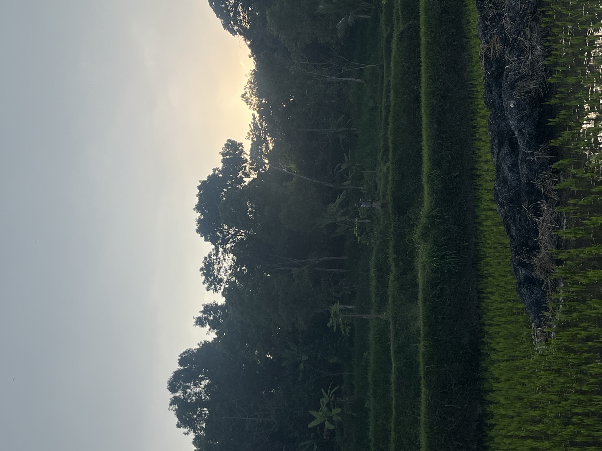 This is a photograph of a rice paddy in Tetebatu, Indonesia, at dusk. The sky is a pale, overcast gray, with a hint of orange light from the setting sun peeking through the trees on the horizon. Lush green rice stalks grow in the foreground, submerged in shallow water. Behind them, terraced rice fields rise up a gentle slope, marked by dark green hedges. Further back, a dense forest of trees creates a dark silhouette against the sky, with the sun’s rays filtering through the branches. There are no people or animals visible in the image. The overall scene depicts a peaceful, natural landscape.