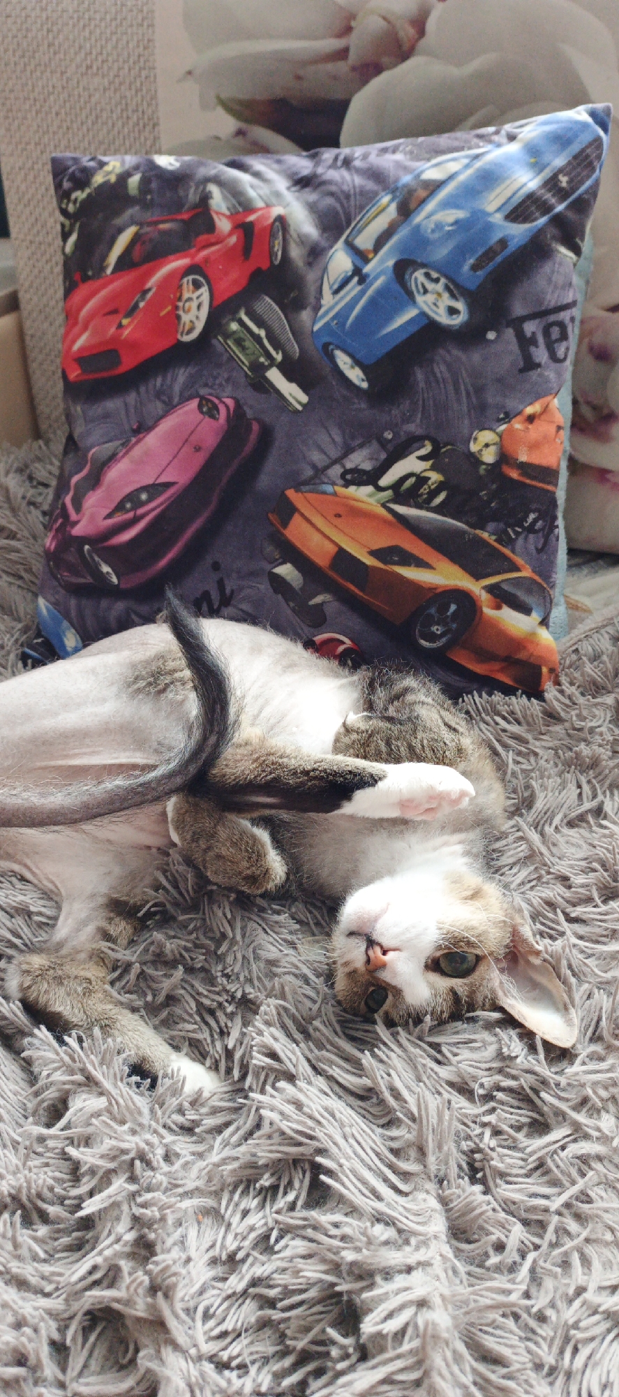 A domestic short-hair cat lies on its back on a grey shag rug in front of a pillow printed with various sports cars. The pillow features images of red, blue, pink, and orange sports cars. The cat has a white belly and brown and grey markings on its back, head, and paws. It has one paw raised and dark grey/black tail with some brown on the sides. The cat's head is tilted back, and its eyes are partially closed. The background suggests an interior setting, possibly a home. The specific location within the city of Chaikovsky, Russia, is indeterminable based on the provided image.