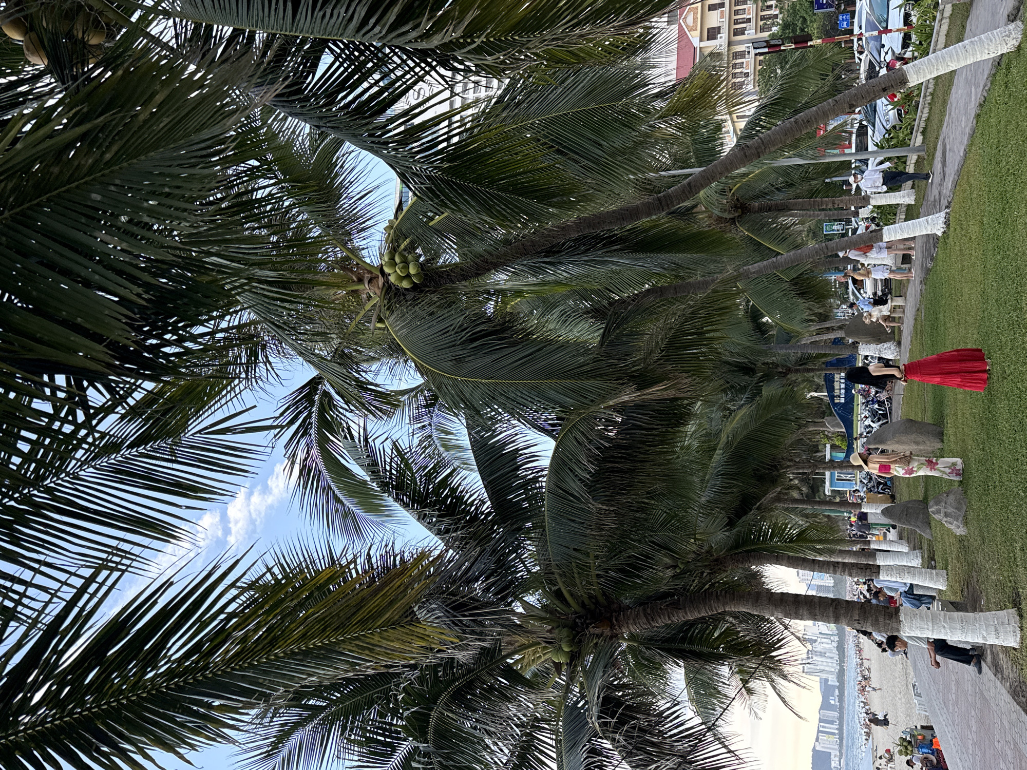 The image captures a scene along the coast of Nha Trang Ward, Vietnam, likely a promenade area bordering a beach. A row of mature palm trees with green fronds dominates the foreground, some bearing clusters of green coconuts. The trees are spaced along a paved walkway and a grassy area.
In the background, a wide, sandy beach is visible with numerous people walking, sitting, and enjoying the coastline. The ocean stretches out to the horizon, and the sky is a light blue with scattered white clouds. Beyond the beach and promenade, a cityscape of multi-story buildings and structures can be seen, some appearing modern and tall.
Several individuals are present in the immediate foreground and mid-ground. On the grassy area, a woman in a long red dress stands facing away from the camera. To her left, another woman in a floral dress and a straw hat is seen from the side. Several other people are seated on benches or walking along the paved path. A line of parked motorcycles and cars is visible further down the promenade, adjacent to the buildings. The overall impression is of a lively, urban coastal environment during daylight hours.