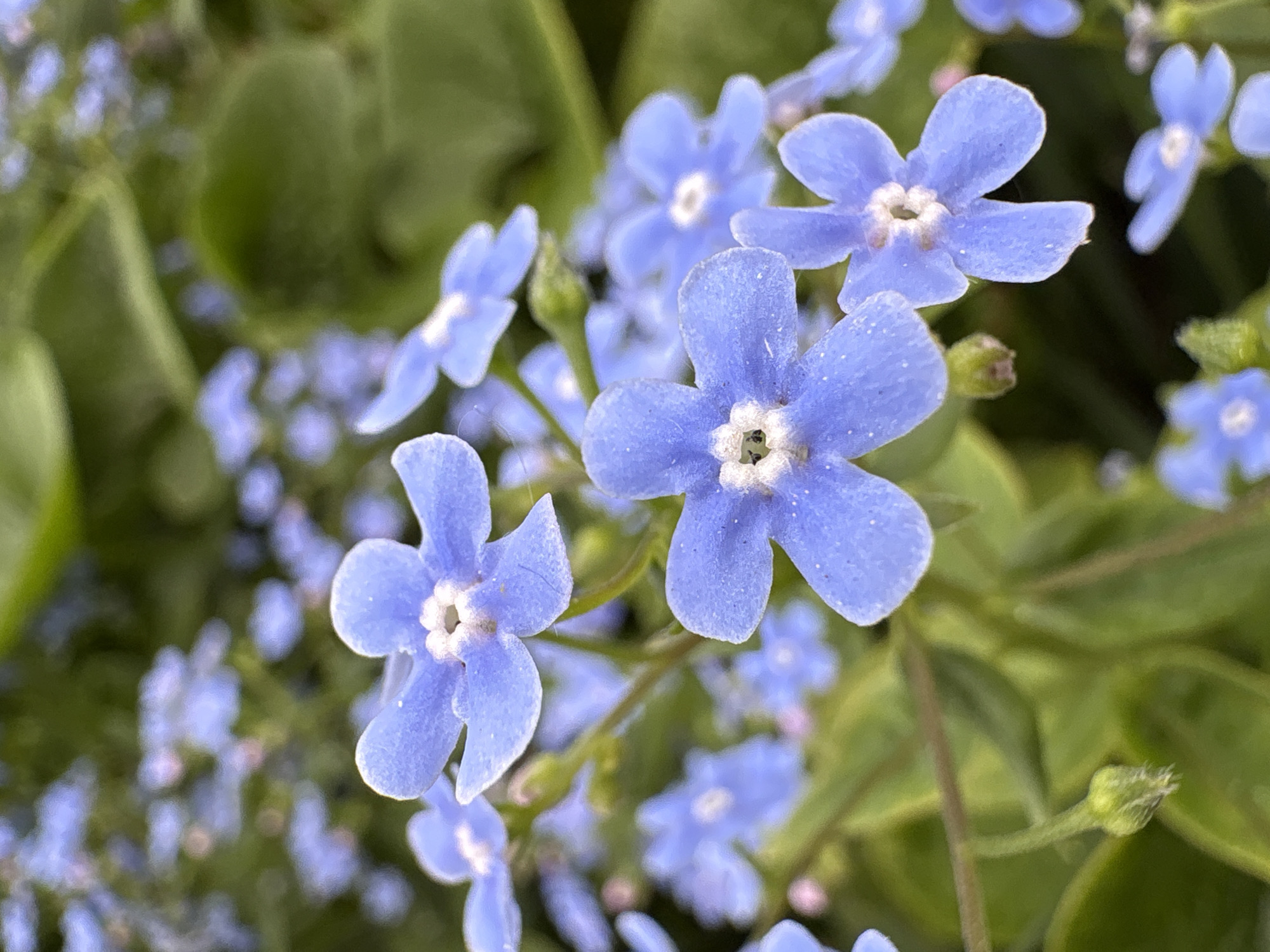 The image shows a close-up of several light blue, five-petaled flowers with a white center. The flowers are likely blooming in a garden or natural setting, surrounded by green leaves. The location of Dubovaya, Russia is not apparent from the image.