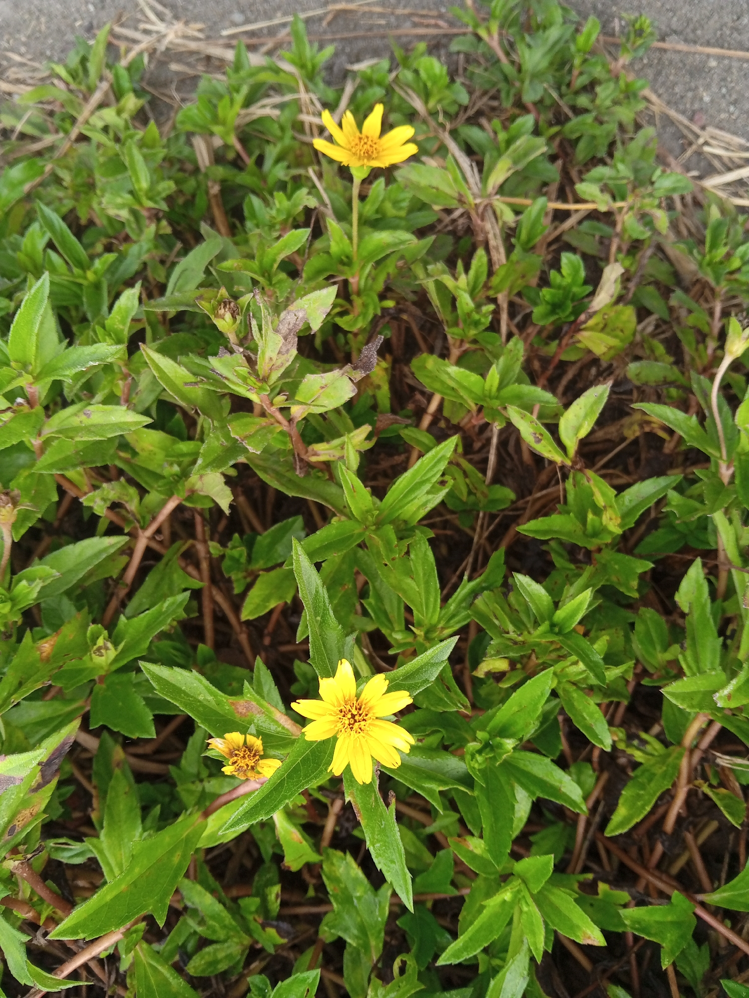 The image is an overhead shot of a patch of dense, green foliage with several small, yellow wildflowers. The flowers have distinct yellow petals and dark centers. The leaves of the plants are elongated and serrated. There are also dry, brown stems and leaves interspersed throughout the green growth. The ground beneath the plants appears to be dark soil or mulch. The scene is outdoors, with natural lighting. The image does not depict any people or structures. The location, Geudongalue, Indonesia, is not visually evident in the image itself.