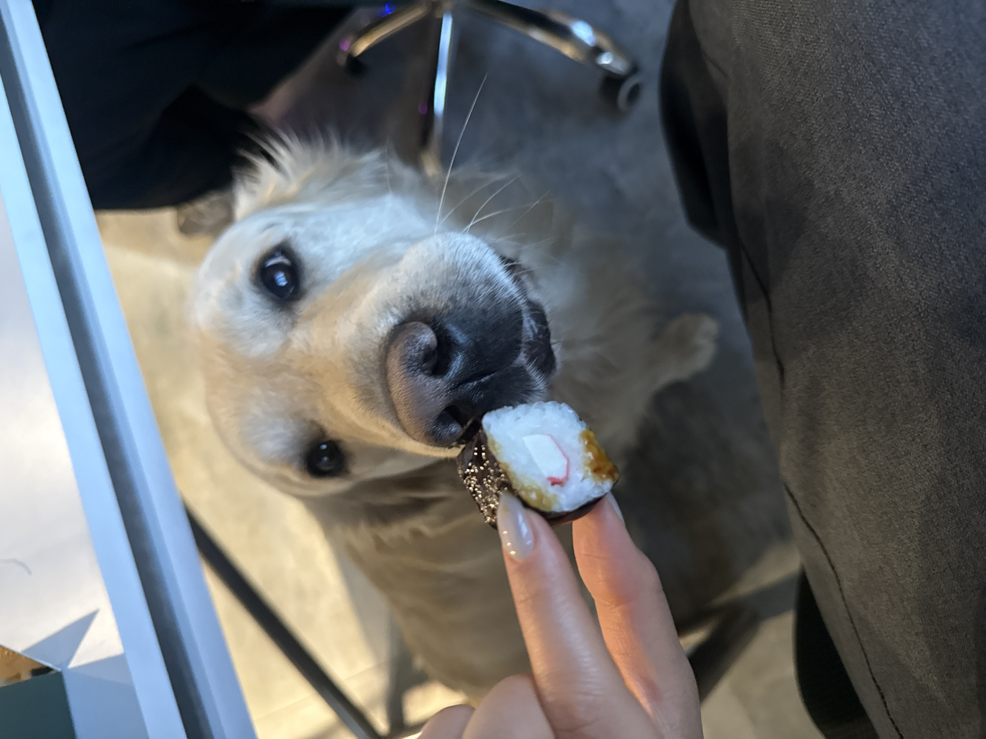 An overhead, slightly angled shot captures a light-colored golden retriever dog intently focused on a treat held by a human hand. The dog's face is central, with its dark, expressive eyes looking up and its wet nose pointed towards the object. Its mouth is slightly open, suggesting it is about to take the treat.
The human hand, featuring light-colored, manicured nails with small white dot details, holds a piece that resembles a sushi roll. It has a white, rice-like exterior with a white and reddish filling, resting on a dark, possibly chocolate-coated base. Given the context of a dog, this is likely a dog-friendly treat designed to look like sushi.
Part of a person's leg, clad in dark, textured pants, is visible on the right side of the frame. To the left, a portion of a white or light-colored object, possibly a desk or piece of furniture, can be seen. In the blurred background, metallic elements of a chair base are discernible, confirming an indoor setting.
The image conveys a moment of affectionate interaction and anticipation between the dog and the person. The dog's eager expression suggests excitement for the treat. The lighting appears bright and even, indicative of an indoor scene during daytime or a well-lit interior. No visible text is present in the image. While the location context is provided as Yerevan, Armenia, there are no specific visual cues within the image to confirm this.