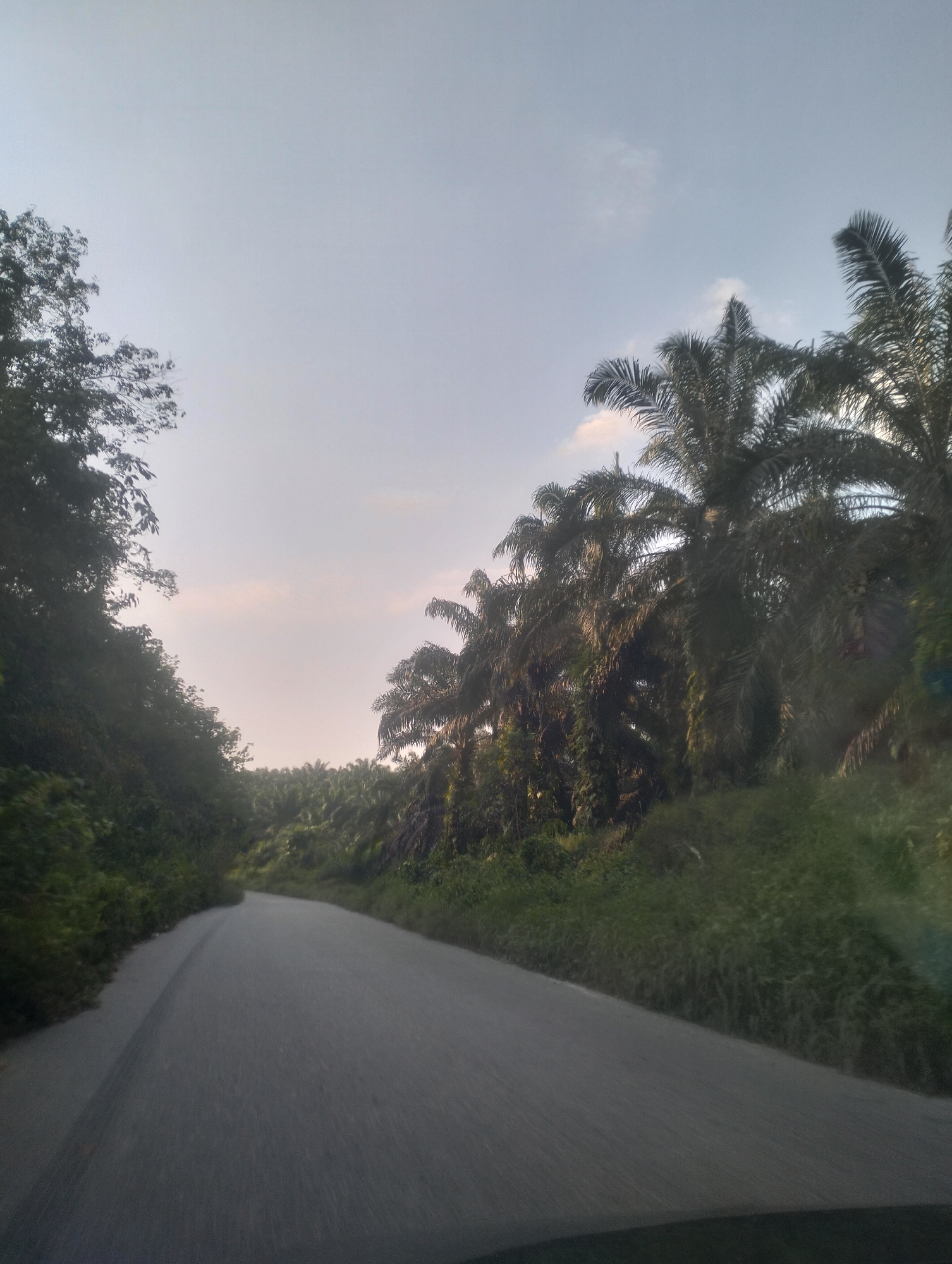 A paved road curves through a landscape dominated by lush vegetation. On the left side of the road, dense trees and foliage create a natural barrier. To the right, a plantation of tall palm trees stretches into the distance, their fronds reaching towards a pale sky with a few wispy clouds. The sky suggests either early morning or late afternoon light. The perspective implies the image was taken from a moving vehicle. The location is identified as the city of Petani, Indonesia.