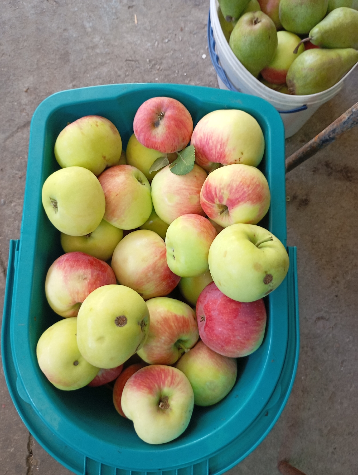 A turquoise plastic tub is filled with apples. The apples are predominantly green with red blush and some are entirely red. Some of the apples have brown blemishes. A small green leaf is visible on one of the apples. In the background, a white bucket is partially visible, also containing green fruit, likely pears. The tub and bucket are placed on a grey concrete surface. The scene appears to be outdoors in a residential or agricultural setting. The image was taken in Horishni Plavni, Ukraine.