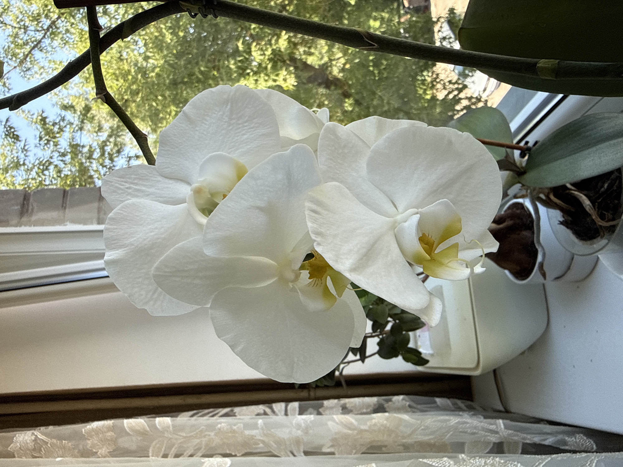 An indoor scene depicts a white orchid with multiple blooms positioned on a windowsill. The orchid is in a pot, with its leaves and stem visible. Behind the orchid, a window offers a view of green trees and a blue sky, suggesting an outdoor environment. To the left of the orchid, sheer curtains with a floral pattern are visible, adding to the indoor ambiance. The windowsill itself is white and appears to be made of a smooth material. The overall impression is one of a tranquil and natural setting, likely a home or office. The image does not contain any people or provide specific clues to its location within Rudamina, Lithuania.
