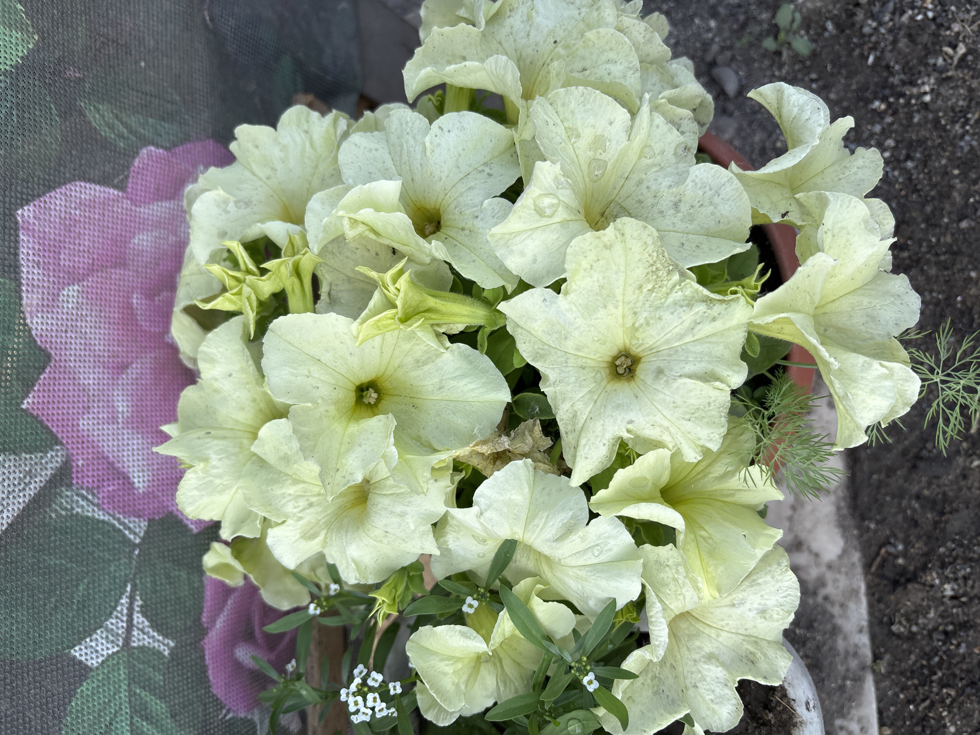 A close-up, top-down view captures a cluster of pale yellow petunias in a terra cotta pot. The flowers, with their delicate, slightly ruffled petals, are wet, suggesting recent watering or rain. Small white flowers and thin green leaves are interspersed among the larger blossoms. In the background, a textured green and pink fabric or screen is visible, with a pattern resembling large flowers. The setting appears to be outdoors, with dark soil and gravel visible at the bottom of the frame. There is no indication of the location being in Chernogorsk, Russia.