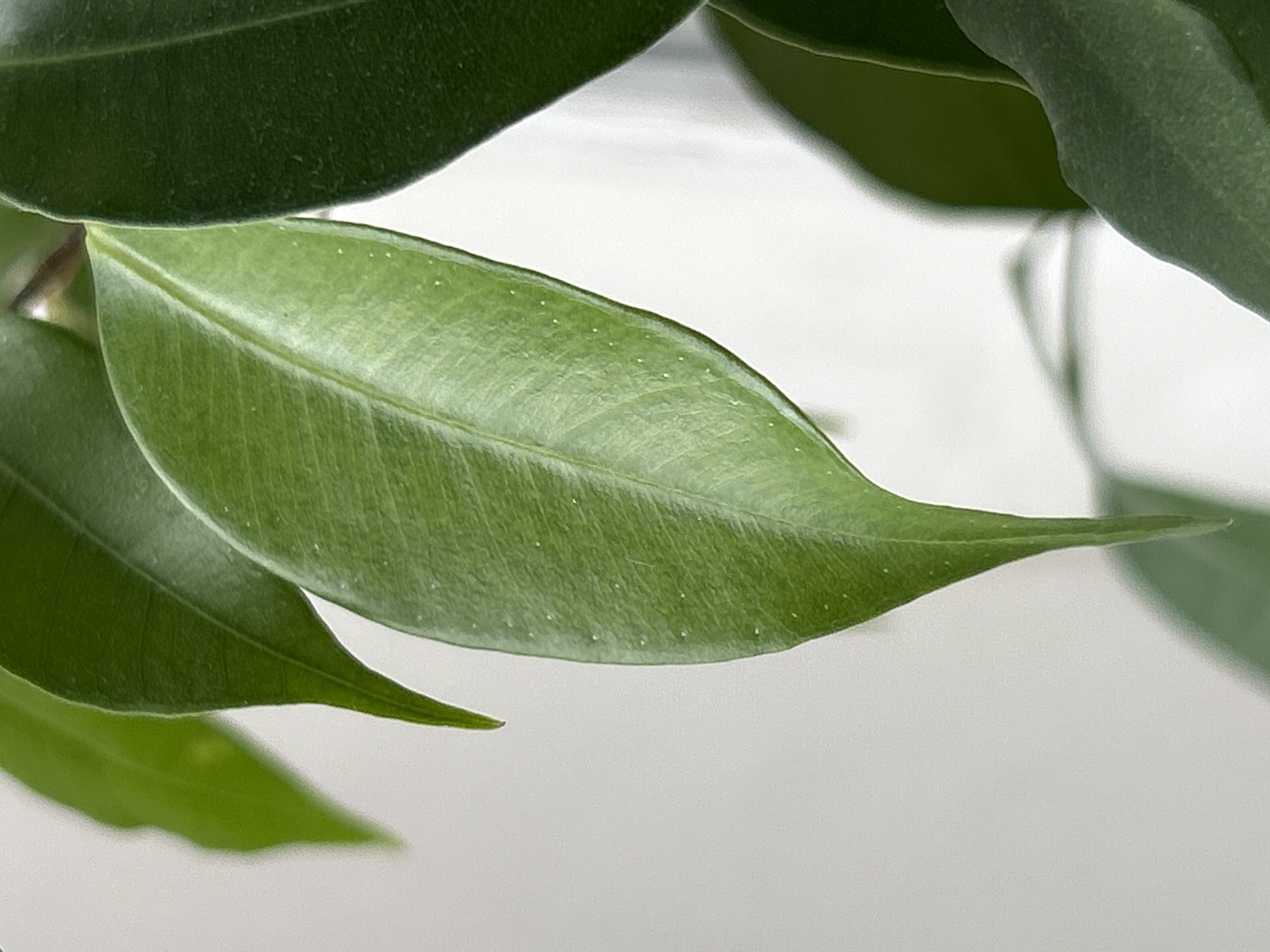 A close-up, horizontal shot focuses on the vibrant green leaves of a plant, likely a Ficus benjamina, against a softly blurred light gray background. The leaves, varying in shade from a bright, almost yellow-green to a deep, rich green, are smooth and elongated, with prominent veins visible on their surfaces. Tiny white speckles, possibly dust or mineral deposits, are scattered across the surface of the lighter green leaf in the foreground. The lighting is soft, highlighting the textures and contours of the foliage. There are no people or other objects visible in the frame. The scene appears to be indoors, given the controlled lighting and the presence of what looks like a wall or window covering in the background.