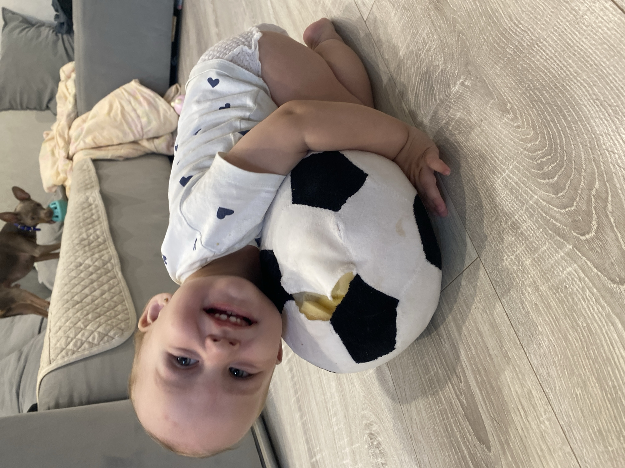 A close-up shot features a baby kneeling on a wooden floor, hugging a torn stuffed soccer ball. The baby, with blue eyes and a wide smile, is leaning forward, resting their head on the ball. The baby is wearing a white onesie with small blue hearts and a diaper. The background shows a blurred view of a couch with a dog on it and some blankets. The scene is indoors, and the lighting suggests it's daytime. The location of Chaikovsky, Russia is not discernible from the image.