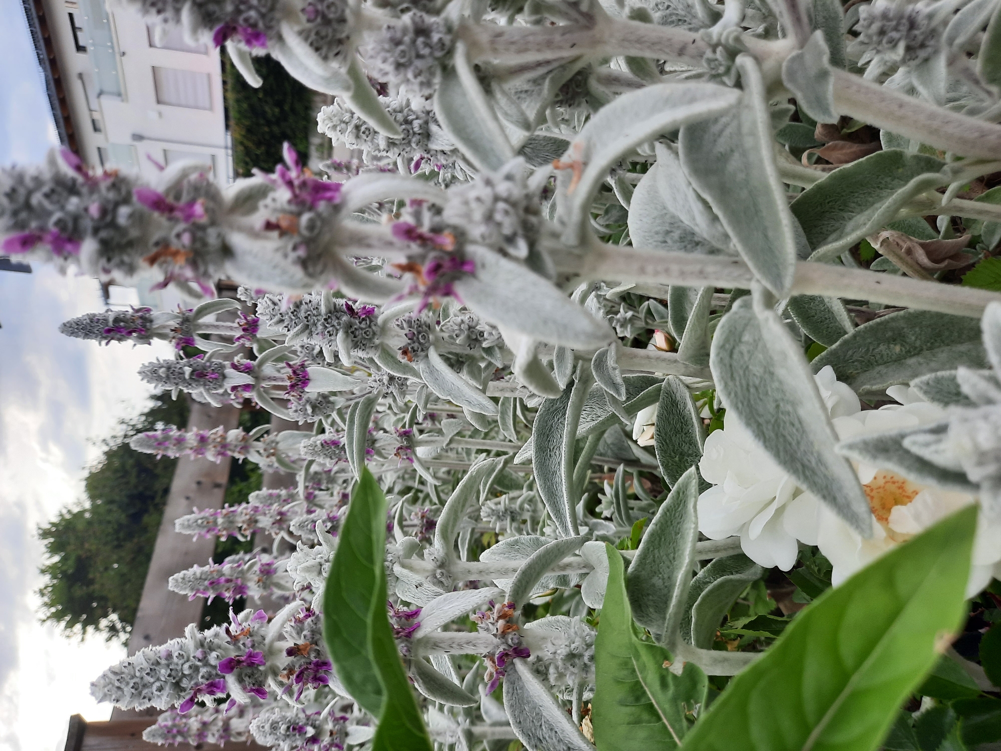 The image displays a close-up view of a garden with Lamb's Ear (Stachys byzantina) plants prominently featured. These plants are characterized by their fuzzy, silver-grey leaves and spikes of small, purplish flowers. In the foreground, a white rose is partially visible, with its petals slightly blurred. The background shows a wooden fence, greenery, and a modern building with white walls and windows. The sky above is overcast with clouds. The scene is situated in a garden within the city of Rosenheim, Germany, indicated by the architectural style of the building and the overall suburban residential setting. No people are present in the image.