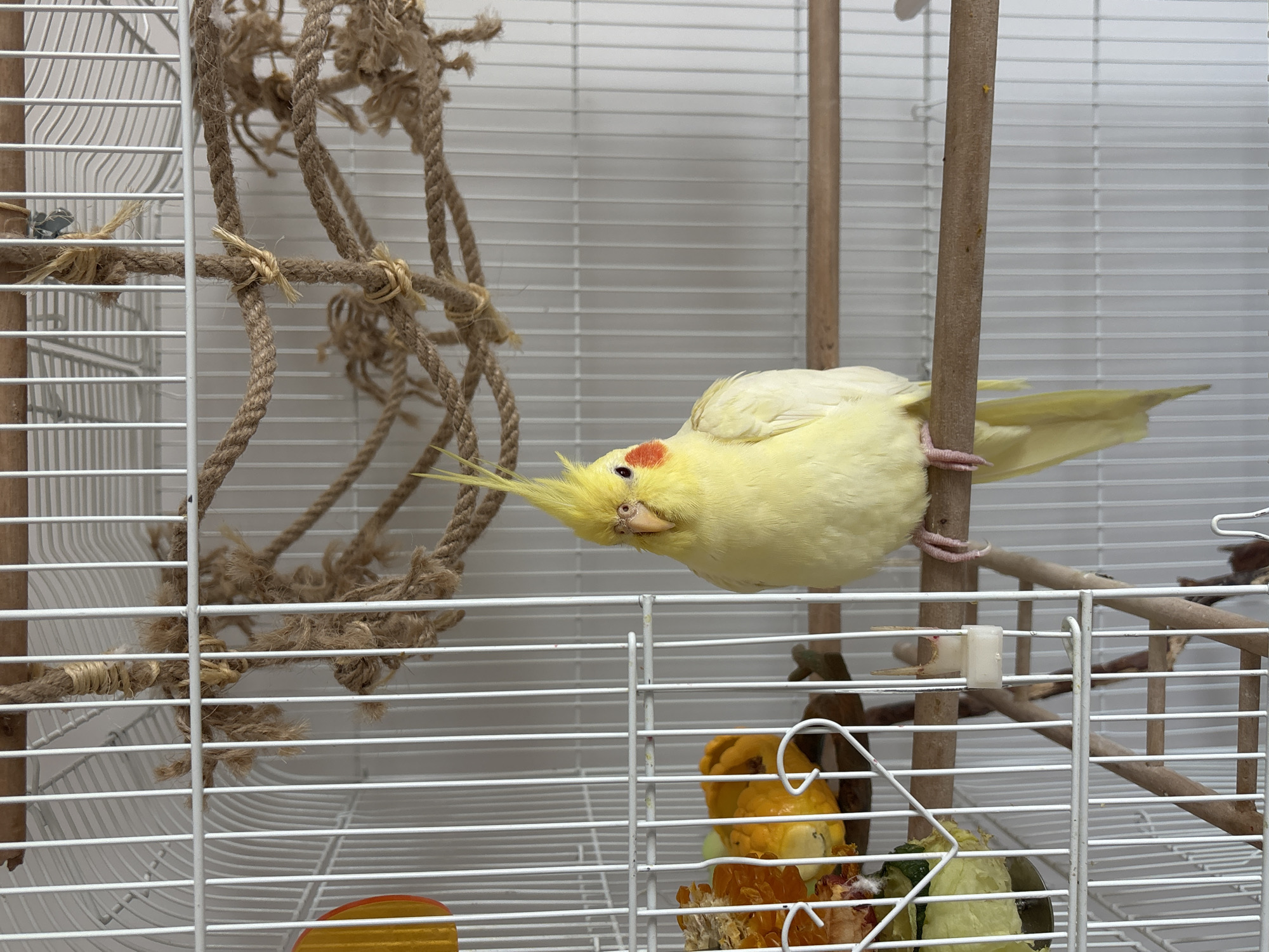 A yellow cockatiel perches on a wooden perch inside a white metal cage. The bird has a red spot on its cheek and a yellow crest. A rope toy hangs to the left of the bird. The cage contains a food dish with various food scraps. The background is a white wall. The location is unknown.